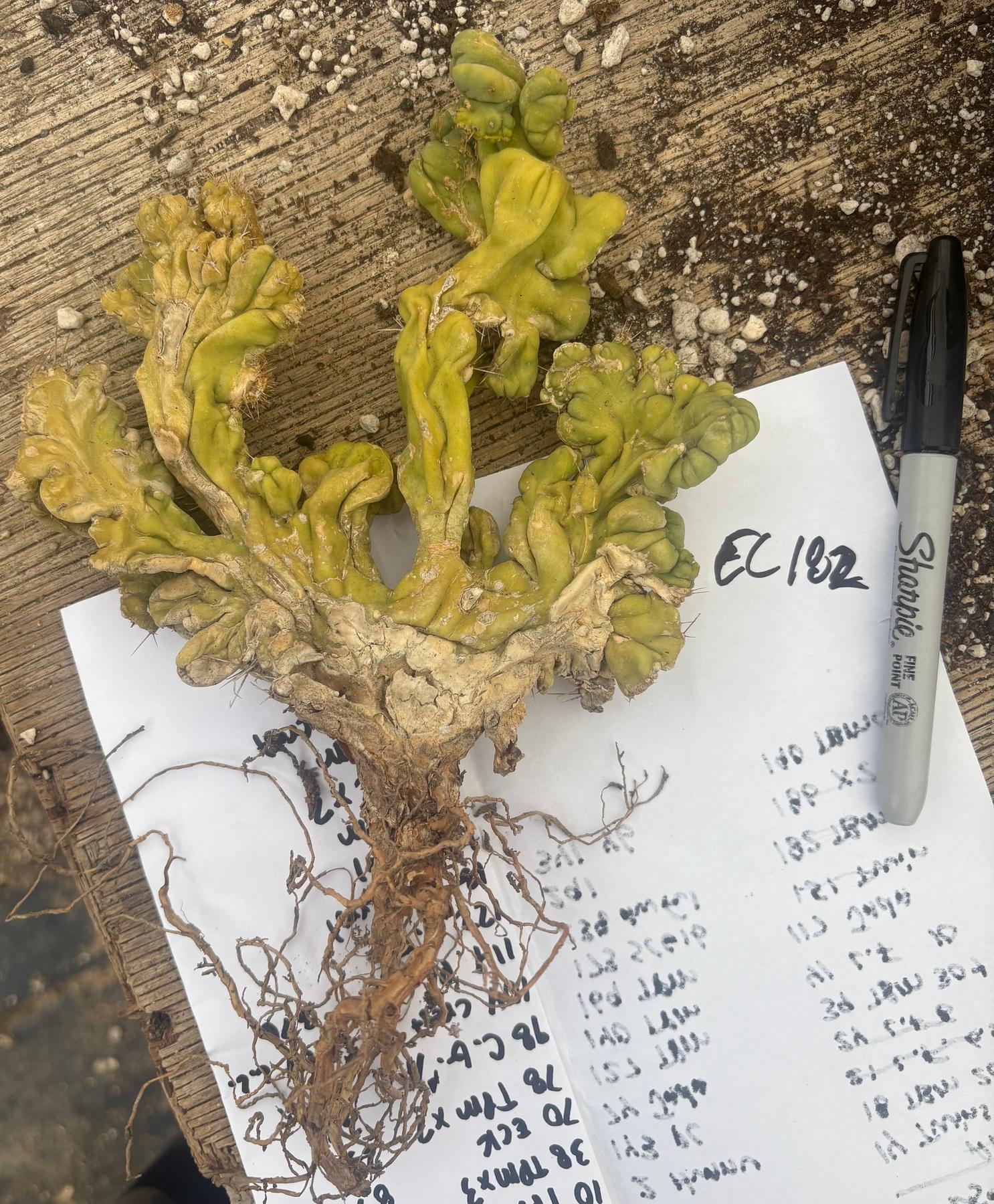 #EC182 EXACT Trichocereus Bridgesii Monstrose Crest TLC TBMC Cactus-Cactus - Large - Exact-The Succulent Source