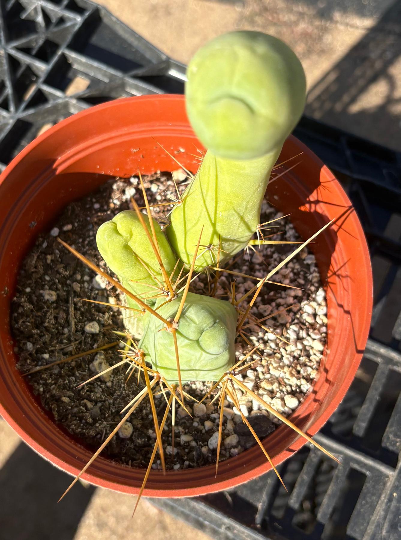 #EC184 EXACT Trichocereus Bridgesii Monstrose Variegated TBM Penis Ornamental Cactus-Cactus - Large - Exact-The Succulent Source