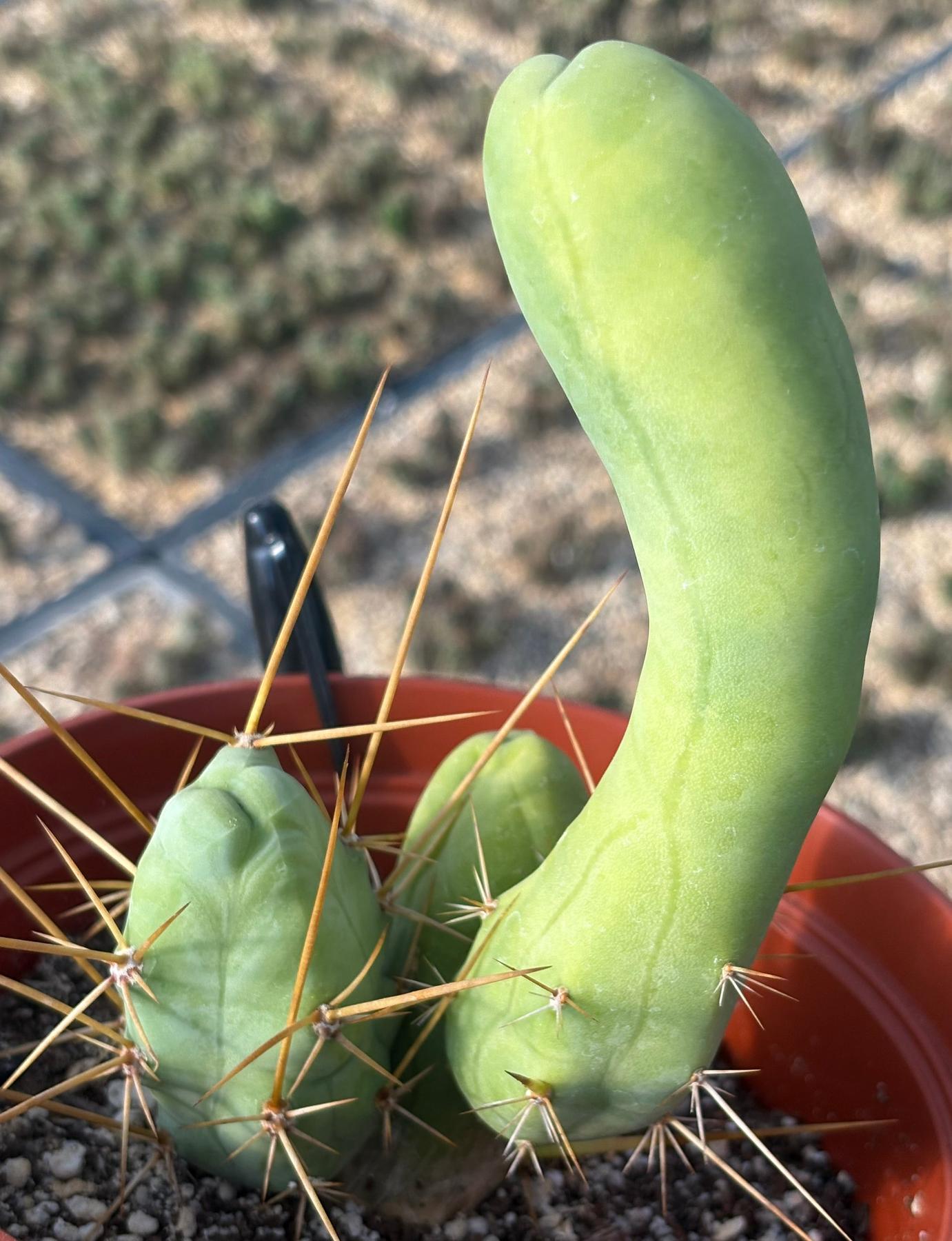 #EC184 EXACT Trichocereus Bridgesii Monstrose Variegated TBM Penis Ornamental Cactus-Cactus - Large - Exact-The Succulent Source