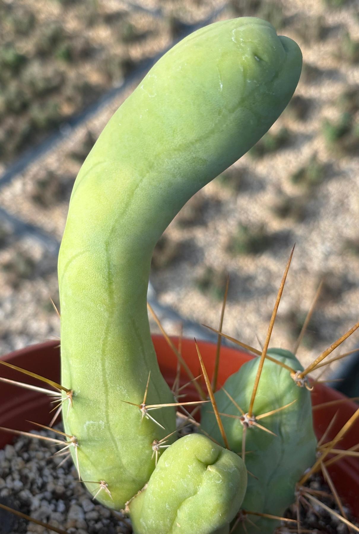 #EC184 EXACT Trichocereus Bridgesii Monstrose Variegated TBM Penis Ornamental Cactus-Cactus - Large - Exact-The Succulent Source