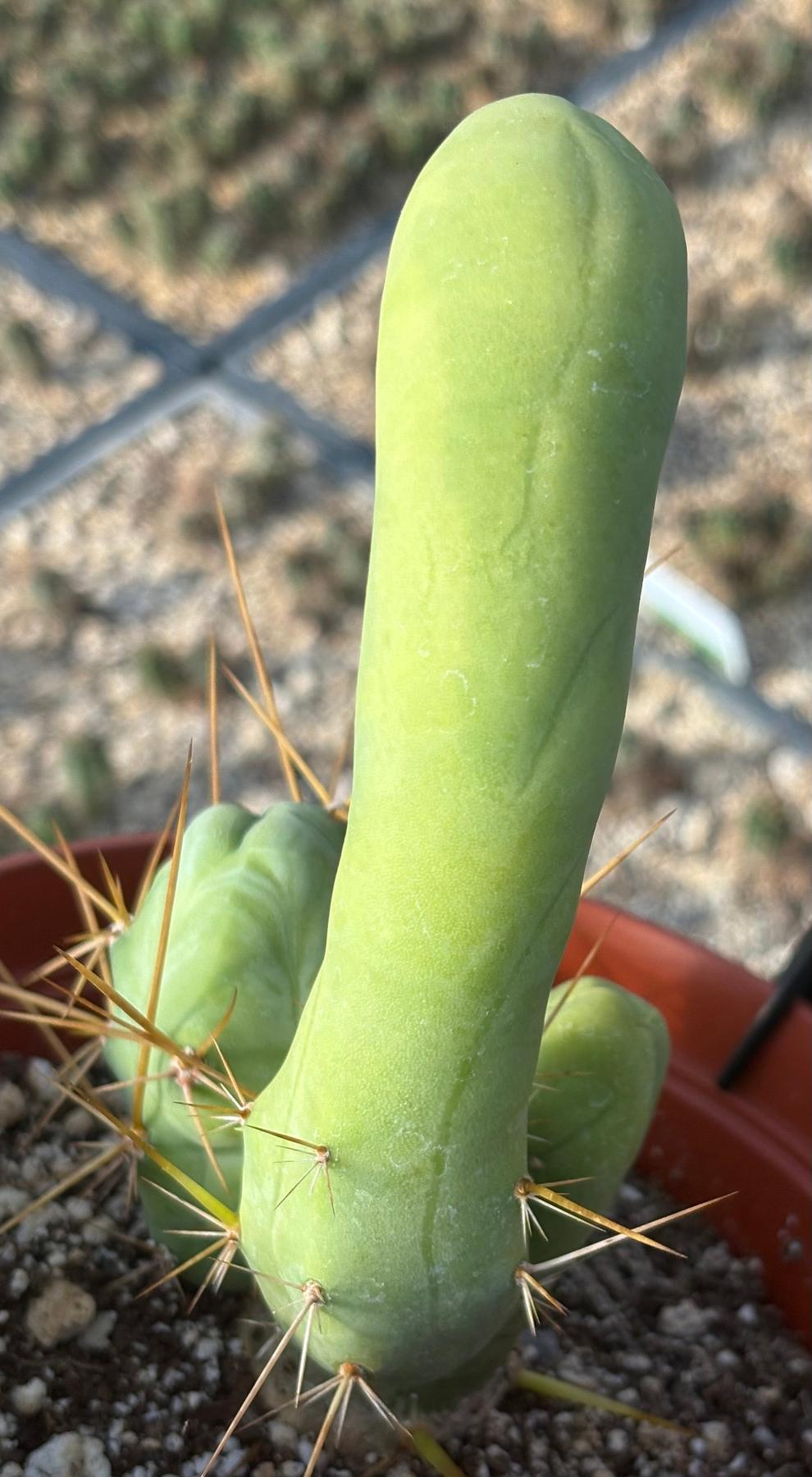 #EC184 EXACT Trichocereus Bridgesii Monstrose Variegated TBM Penis Ornamental Cactus-Cactus - Large - Exact-The Succulent Source