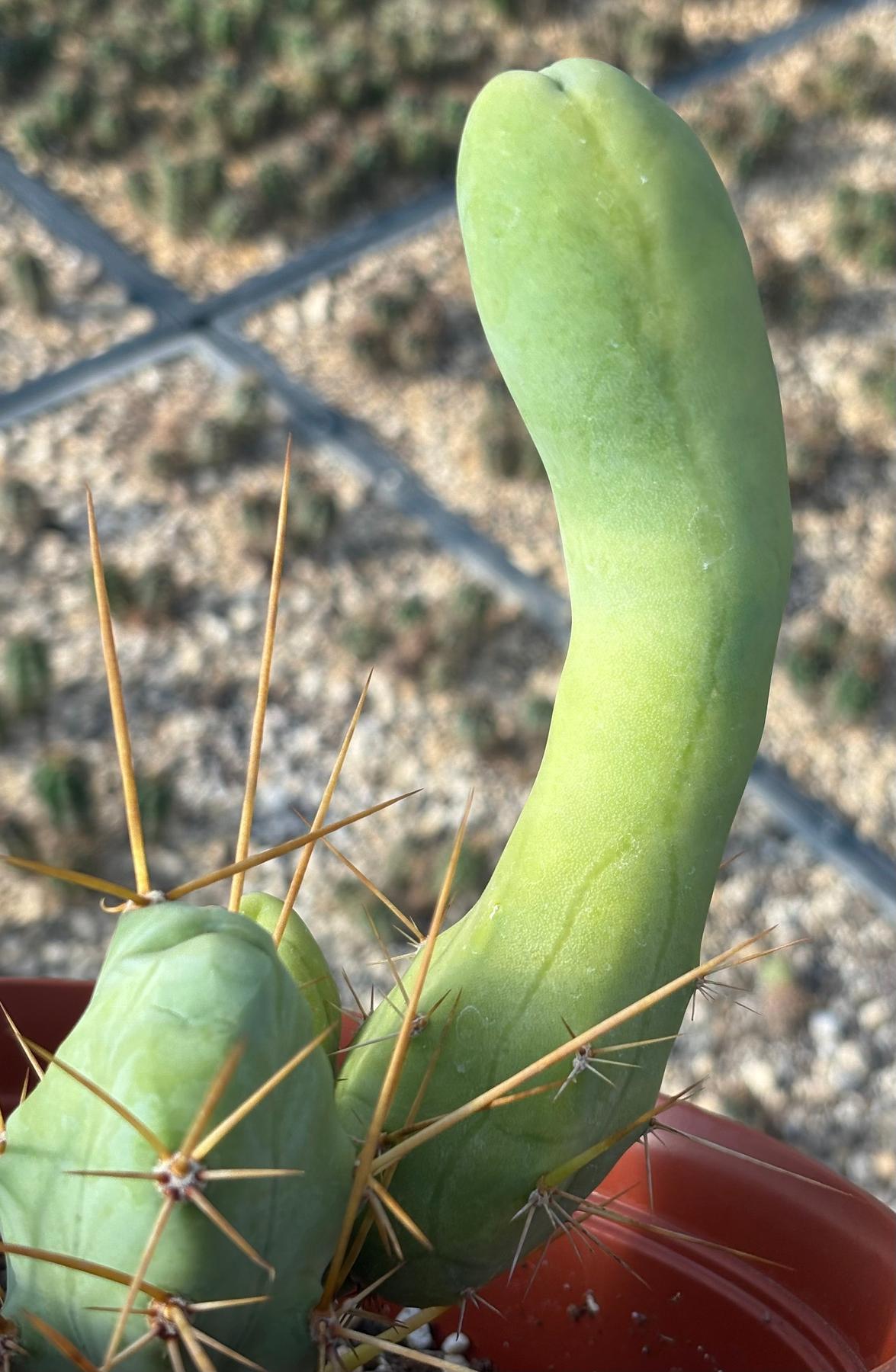 #EC184 EXACT Trichocereus Bridgesii Monstrose Variegated TBM Penis Ornamental Cactus-Cactus - Large - Exact-The Succulent Source