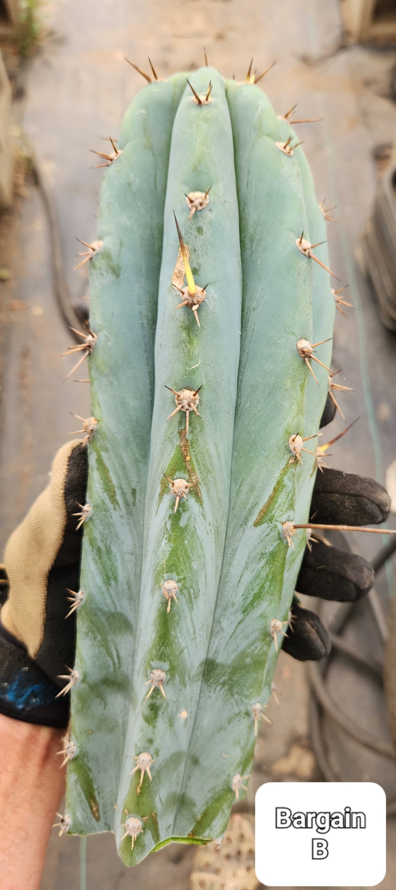 #EC185 EXACT Trichocereus BARGAIN SPECIAL Cactus Cuttings-Cactus - Large - Exact-The Succulent Source