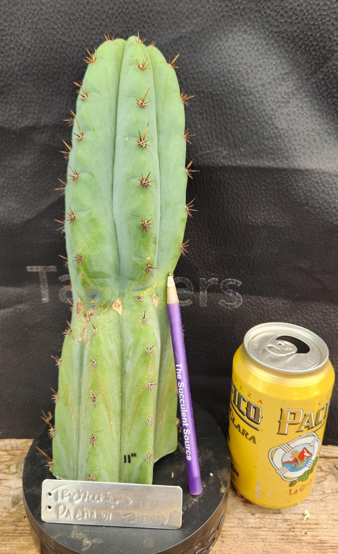 #EC185 EXACT Trichocereus BARGAIN SPECIAL Cactus Cuttings-Cactus - Large - Exact-The Succulent Source