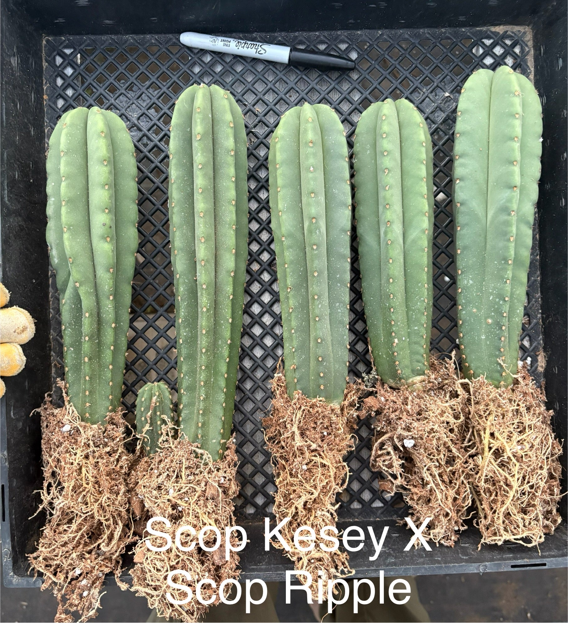 #EC185 Trichocereus Hybrid BARGAIN SPECIAL Cactus Bare Root Specimens-Cactus - Large - Exact-The Succulent Source