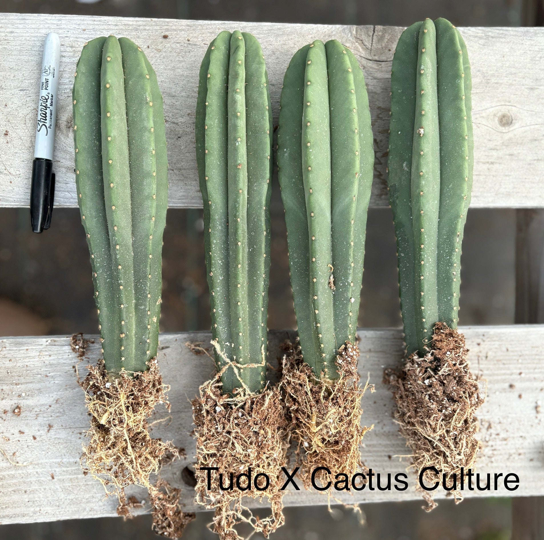 #EC185 Trichocereus Hybrid BARGAIN SPECIAL Cactus Bare Root Specimens-Cactus - Large - Exact-The Succulent Source