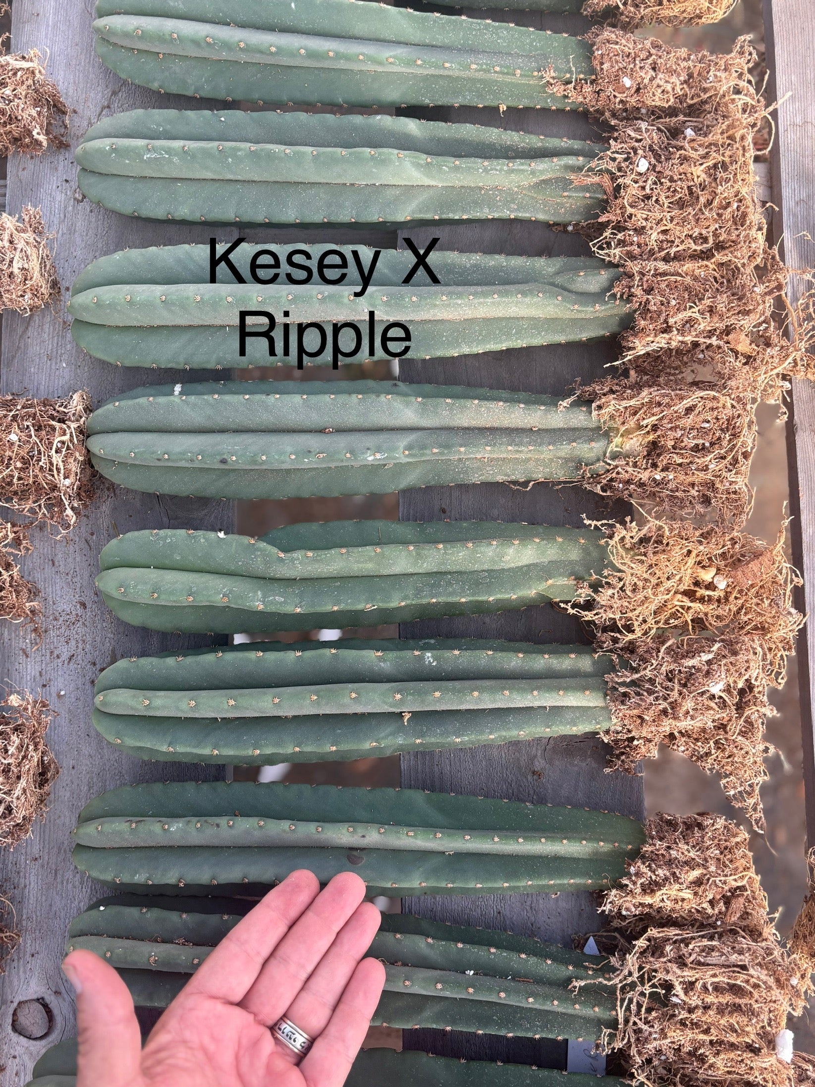 #EC185 Trichocereus Hybrid BARGAIN SPECIAL (1 unit) Cactus Bare Root Specimens-Cactus - Large - Exact-The Succulent Source