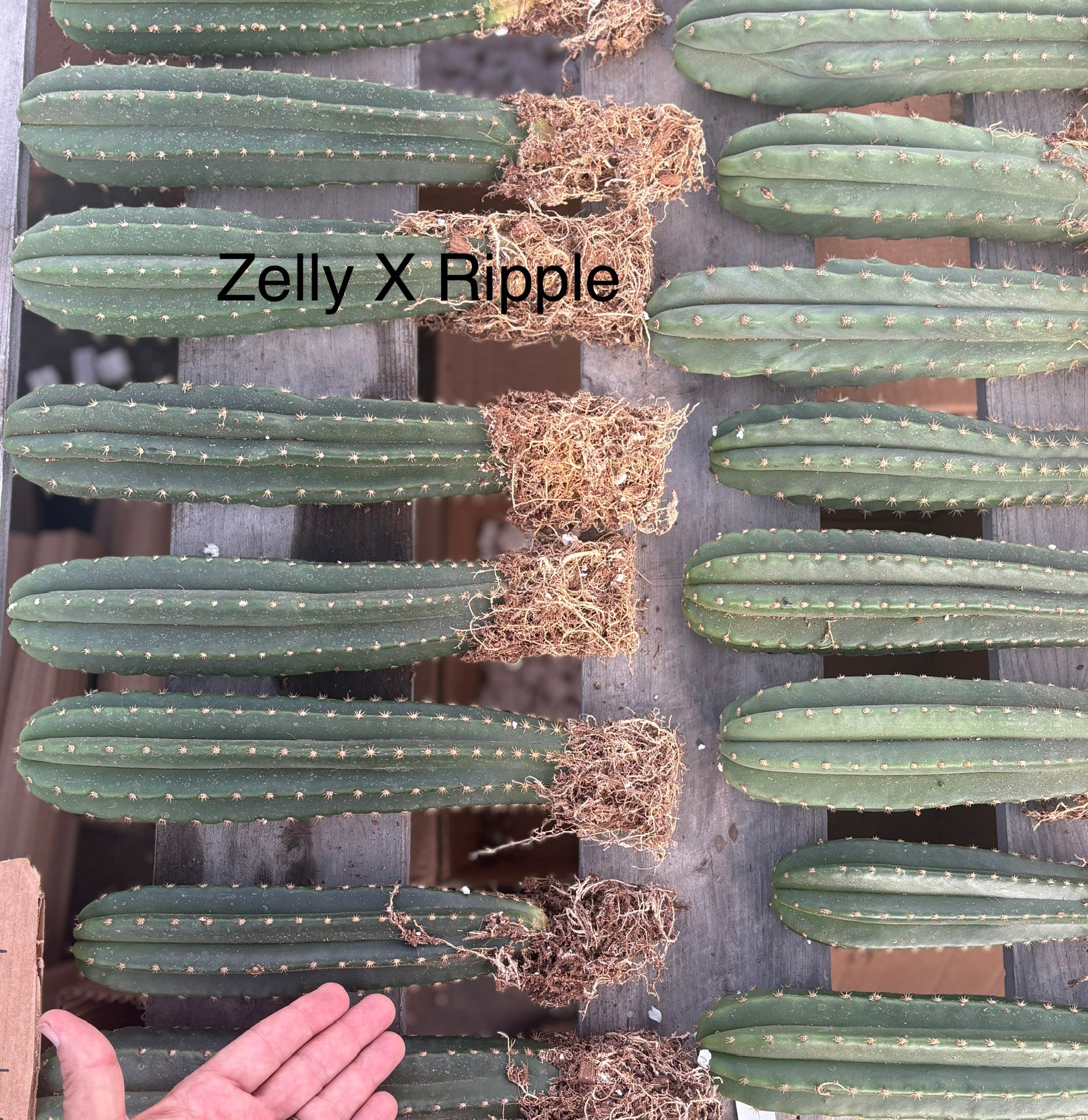 #EC185 Trichocereus Hybrid BARGAIN SPECIAL (1 unit) Cactus Bare Root Specimens-Cactus - Large - Exact-The Succulent Source
