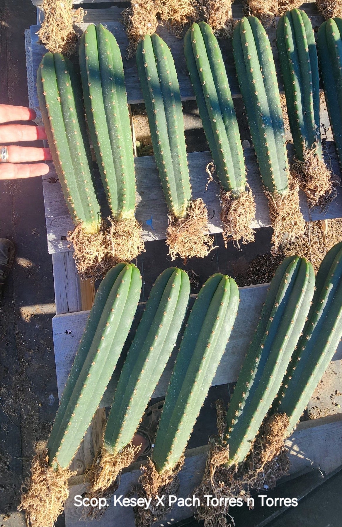 サンヨー Cacti EC379 EXACT Trichocereus Hybrid Anok X SS02 Cactus Cutting 7-8