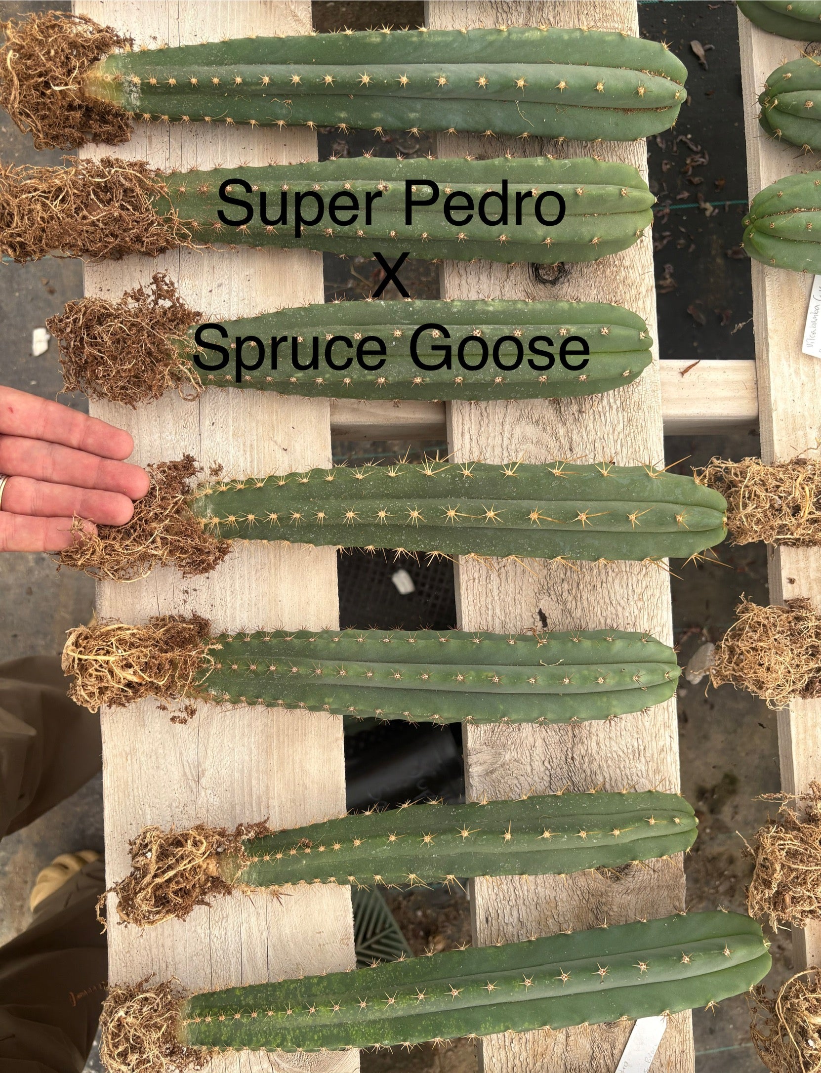 #EC185 Trichocereus Hybrid BARGAIN SPECIAL (1 unit) Cactus Bare Root Specimens-Cactus - Large - Exact-The Succulent Source