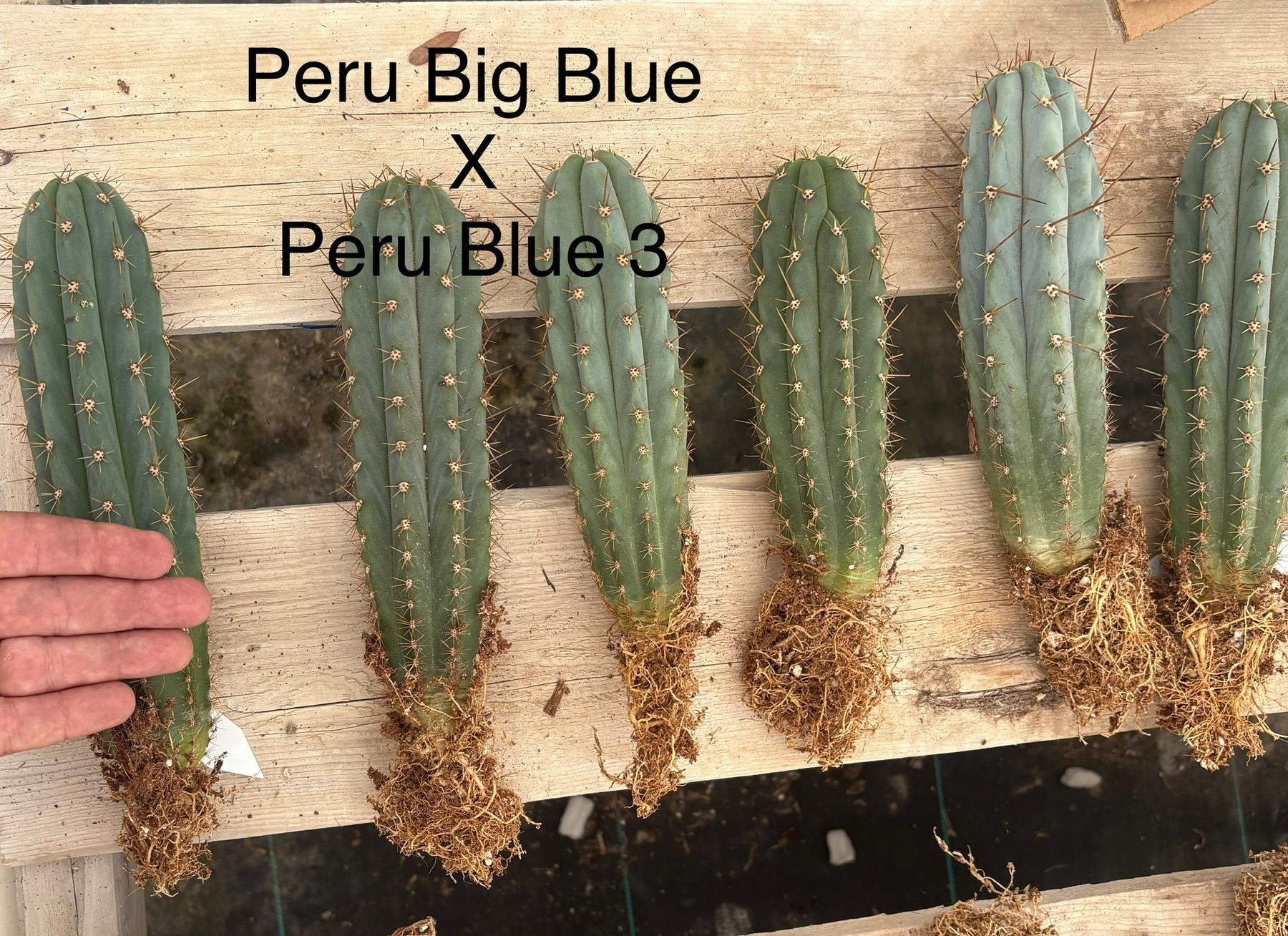 #EC185 Trichocereus Hybrid BARGAIN SPECIAL (1 unit) Cactus Bare Root Specimens-Cactus - Large - Exact-The Succulent Source