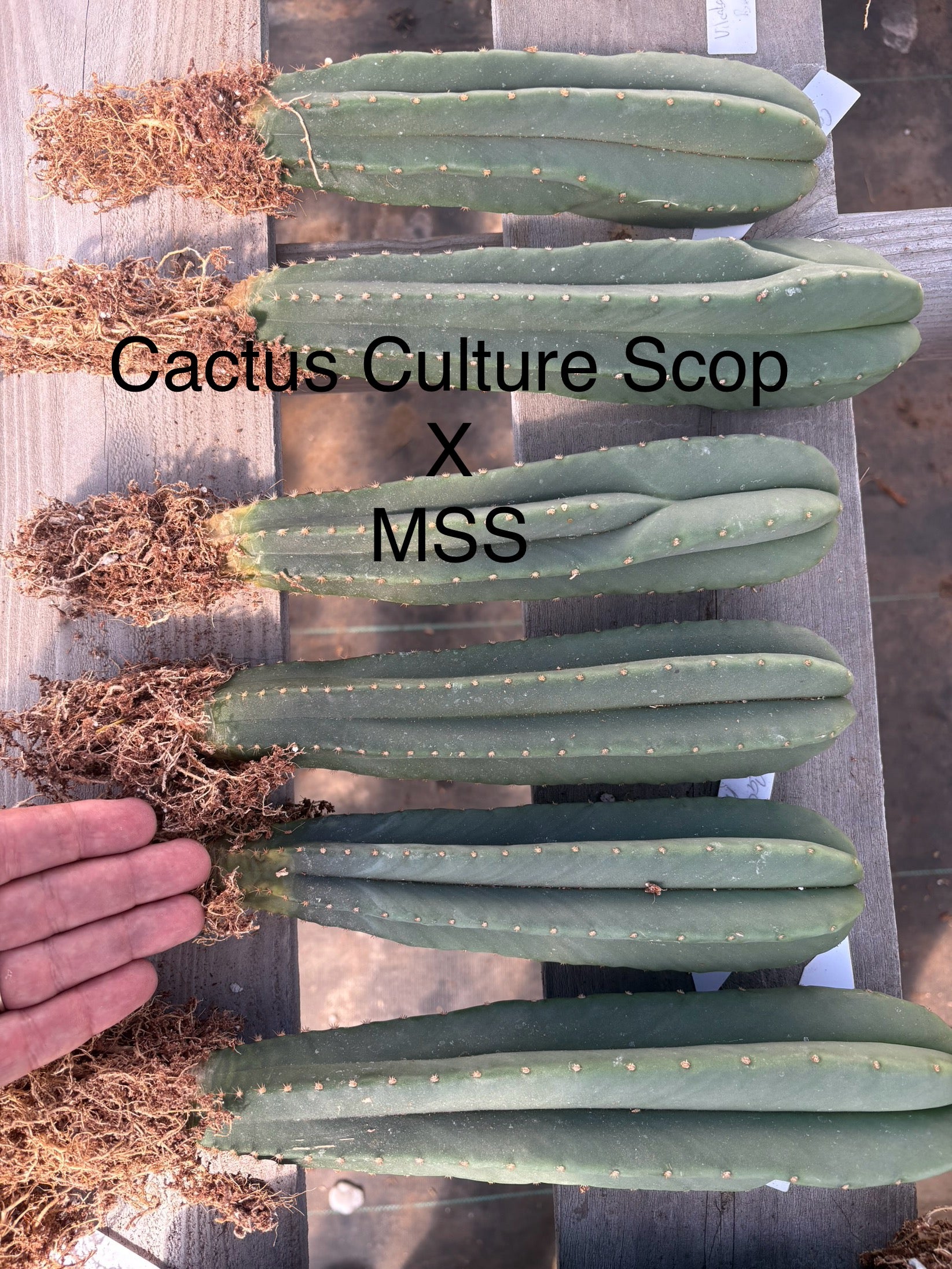 #EC185 Trichocereus Hybrid BARGAIN SPECIAL (1 unit) Cactus Bare Root Specimens-Cactus - Large - Exact-The Succulent Source