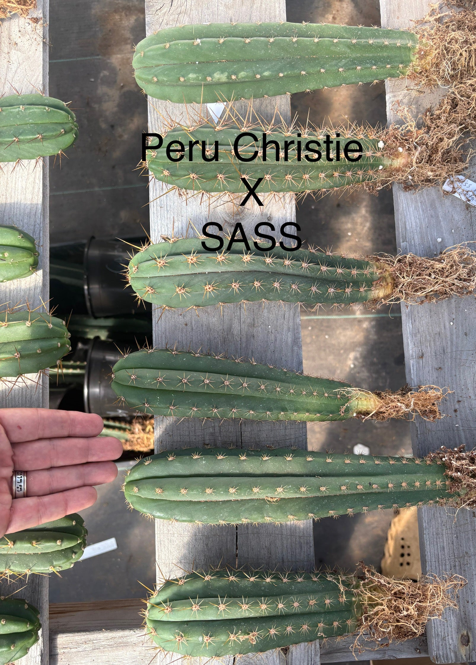 #EC185 Trichocereus Hybrid BARGAIN SPECIAL (1 unit) Cactus Bare Root Specimens-Cactus - Large - Exact-The Succulent Source