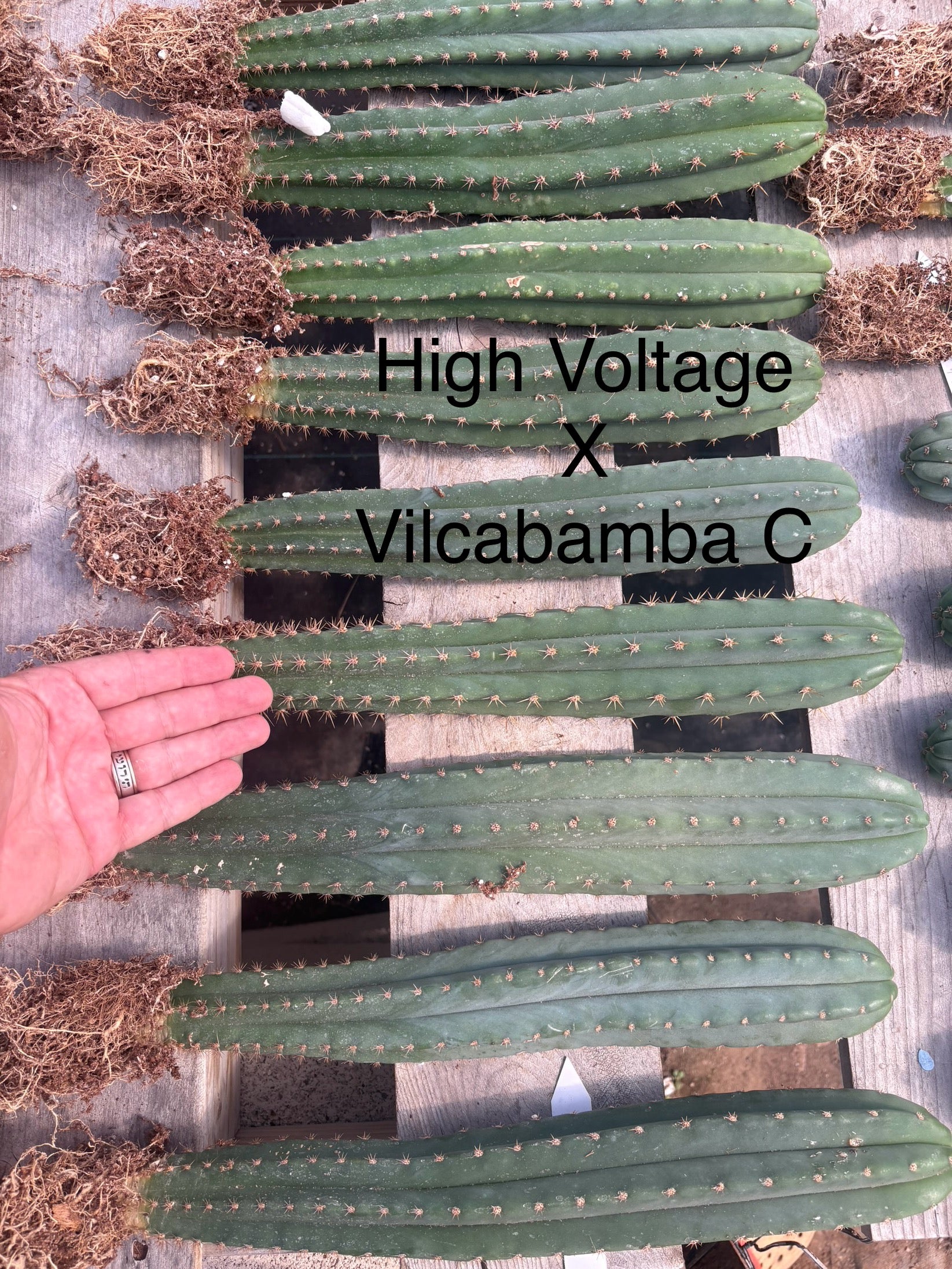 #EC185 Trichocereus Hybrid BARGAIN SPECIAL (1 unit) Cactus Bare Root Specimens-Cactus - Large - Exact-The Succulent Source