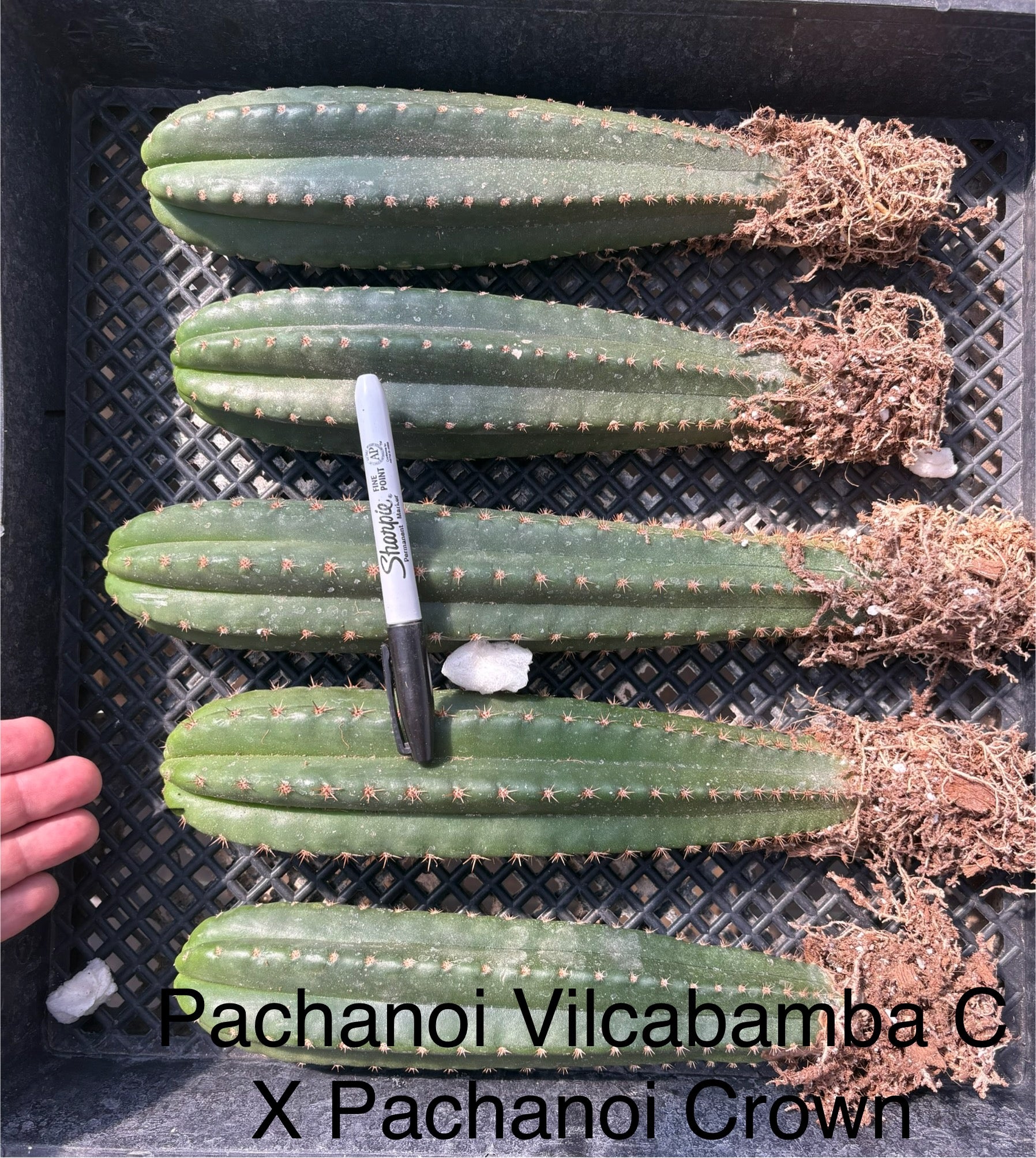 #EC185 EXACT Trichocereus Hybrid BARGAIN SPECIAL Cactus Bare Root Specimens-Cactus - Large - Exact-The Succulent Source