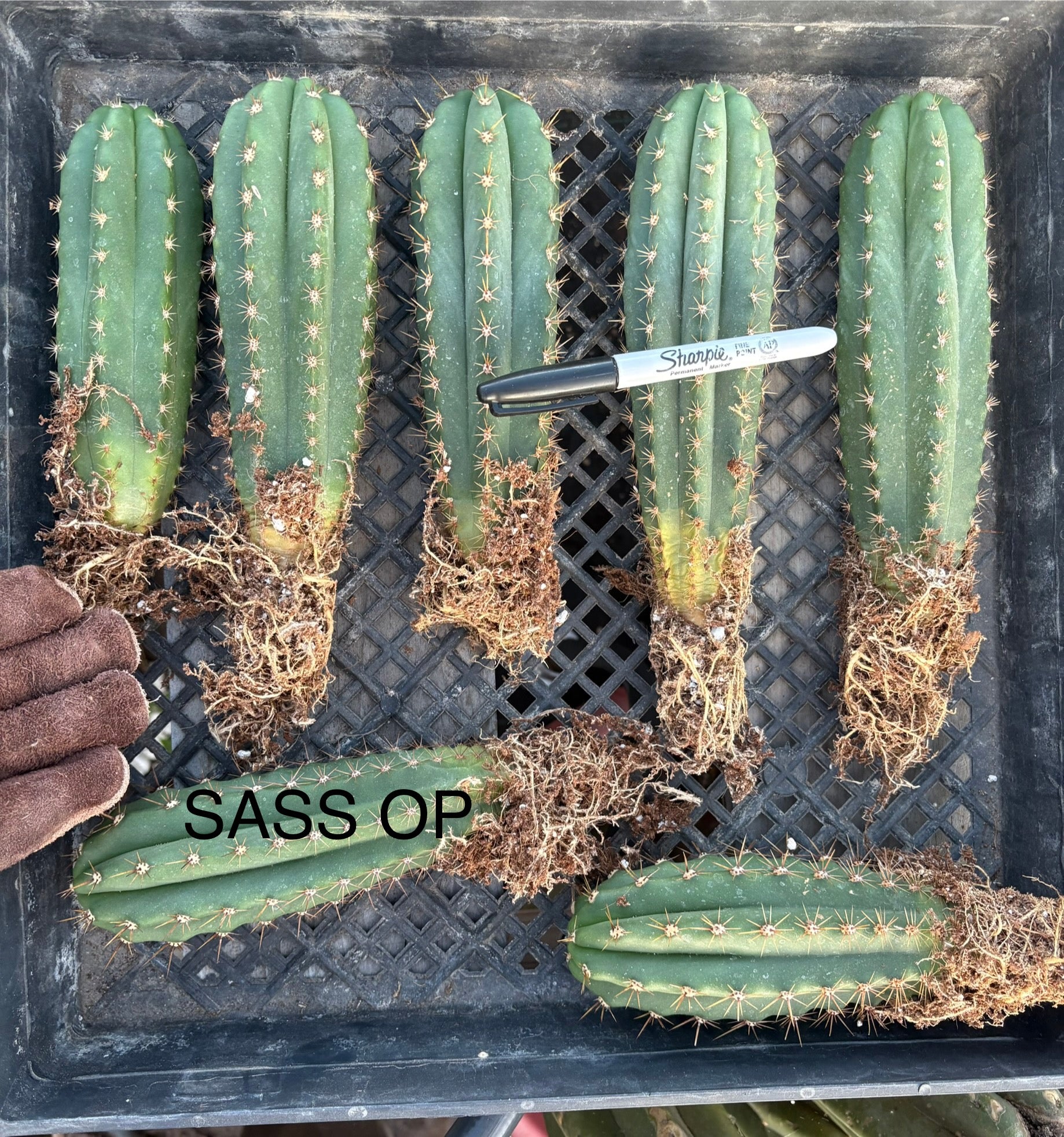 #EC185 Trichocereus Hybrid BARGAIN SPECIAL Cactus Bare Root Specimens-Cactus - Large - Exact-The Succulent Source