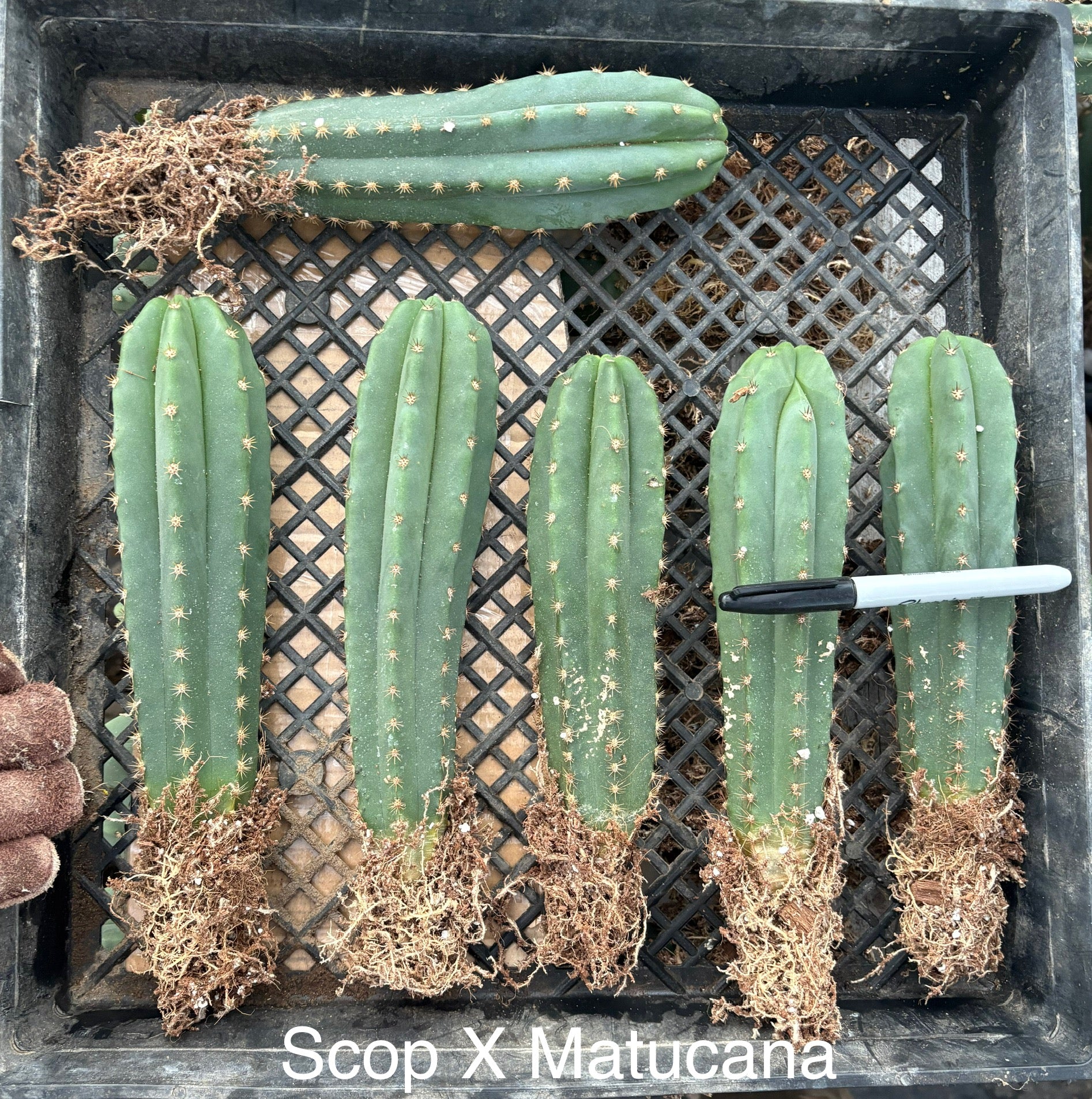 #EC185 Trichocereus Hybrid BARGAIN SPECIAL Cactus Bare Root Specimens-Cactus - Large - Exact-The Succulent Source