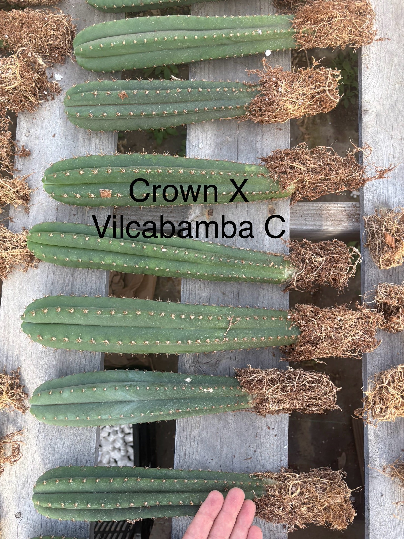 #EC185 Trichocereus Hybrid BARGAIN SPECIAL (1 unit) Cactus Bare Root Specimens-Cactus - Large - Exact-The Succulent Source