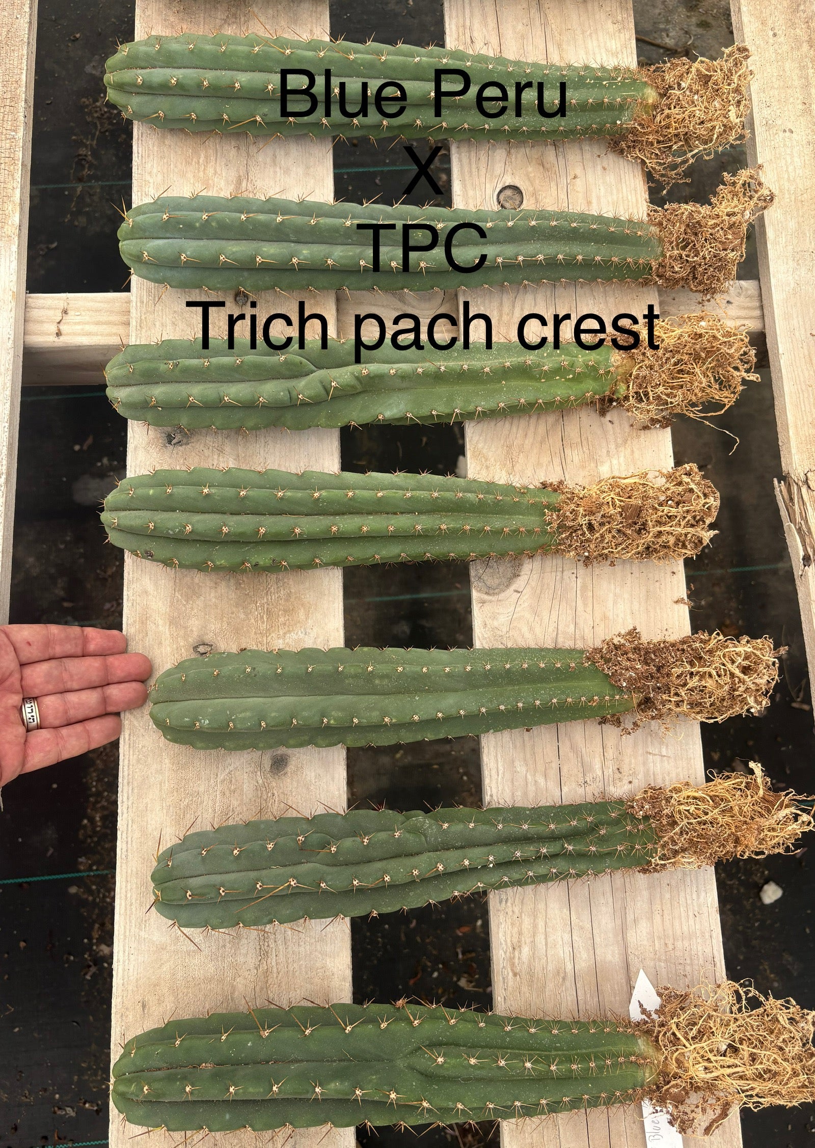 #EC185 Trichocereus Hybrid BARGAIN SPECIAL (1 unit) Cactus Bare Root Specimens-Cactus - Large - Exact-The Succulent Source