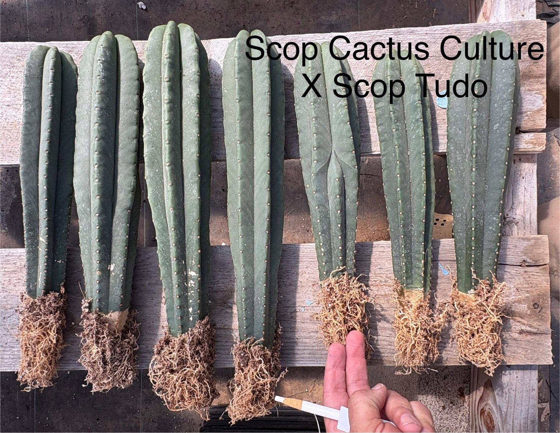 #EC185 Trichocereus Hybrid BARGAIN SPECIAL (1 unit) Cactus Bare Root Specimens-Cactus - Large - Exact-The Succulent Source
