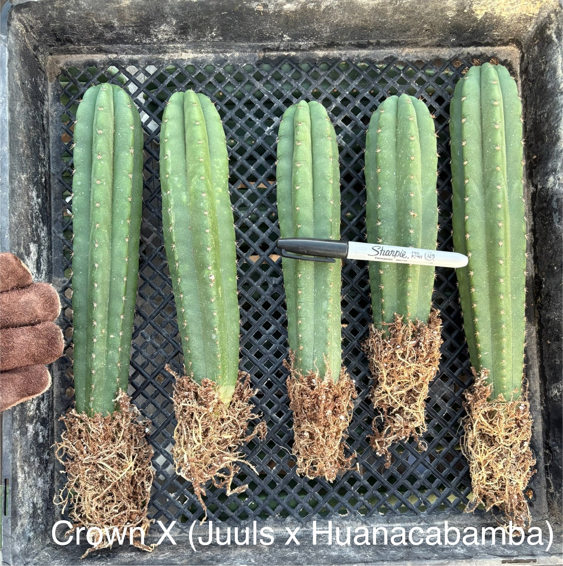 #EC185 Trichocereus Hybrid BARGAIN SPECIAL Cactus Bare Root Specimens-Cactus - Large - Exact-The Succulent Source