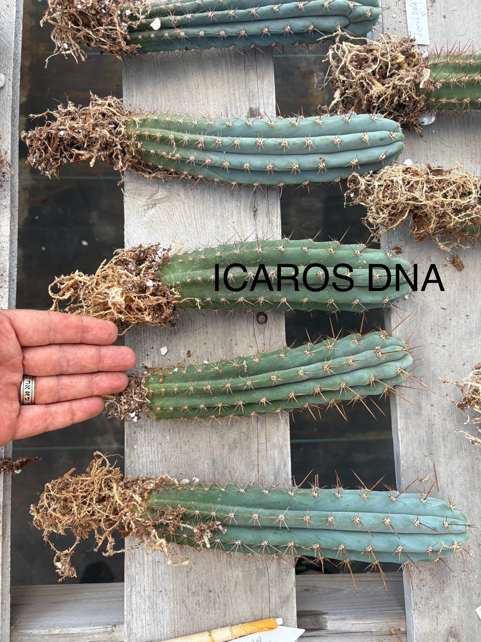 #EC185 Trichocereus Hybrid BARGAIN SPECIAL (1 unit) Cactus Bare Root Specimens-Cactus - Large - Exact-The Succulent Source