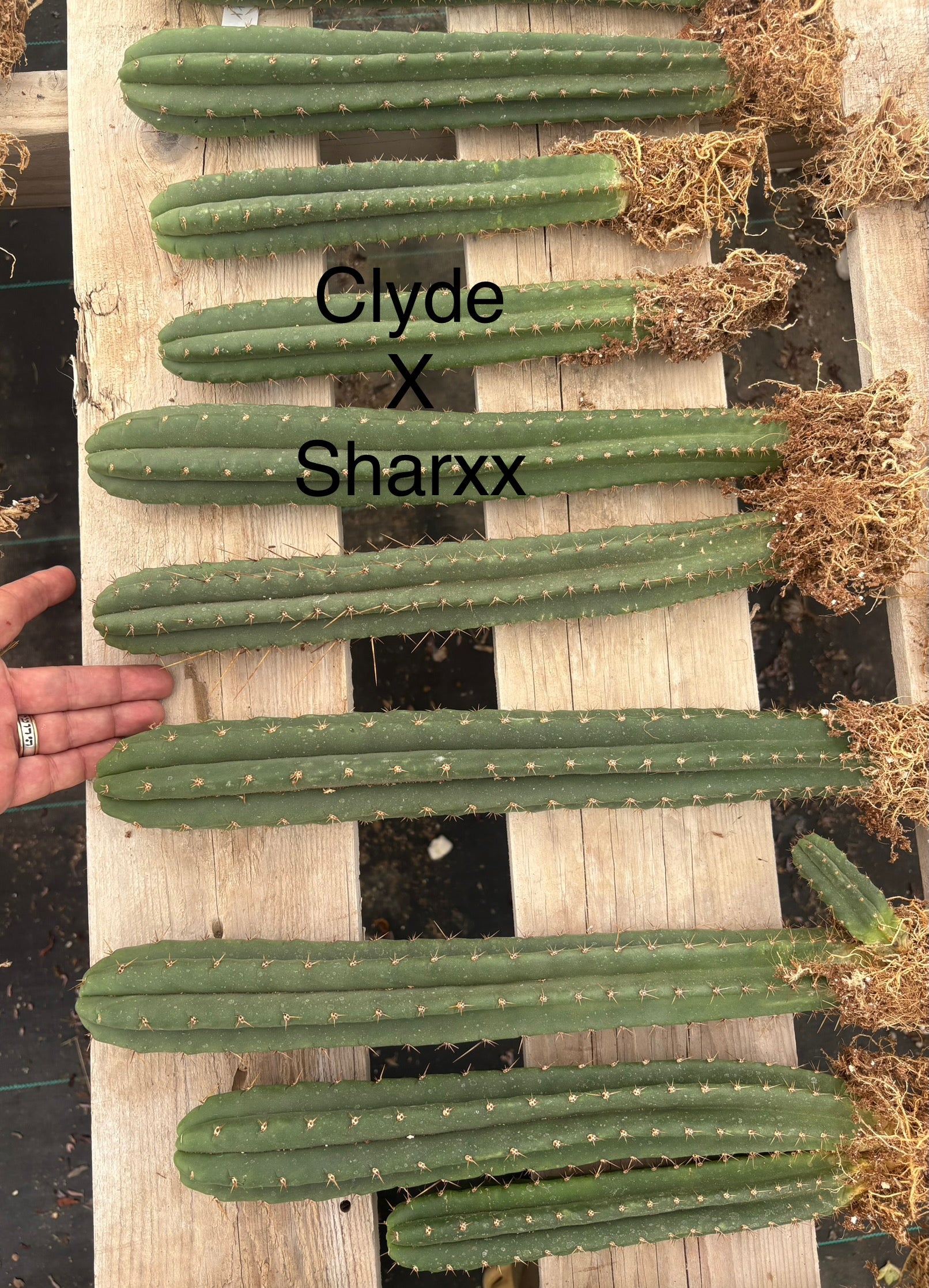 #EC185 Trichocereus Hybrid BARGAIN SPECIAL (1 unit) Cactus Bare Root Specimens-Cactus - Large - Exact-The Succulent Source
