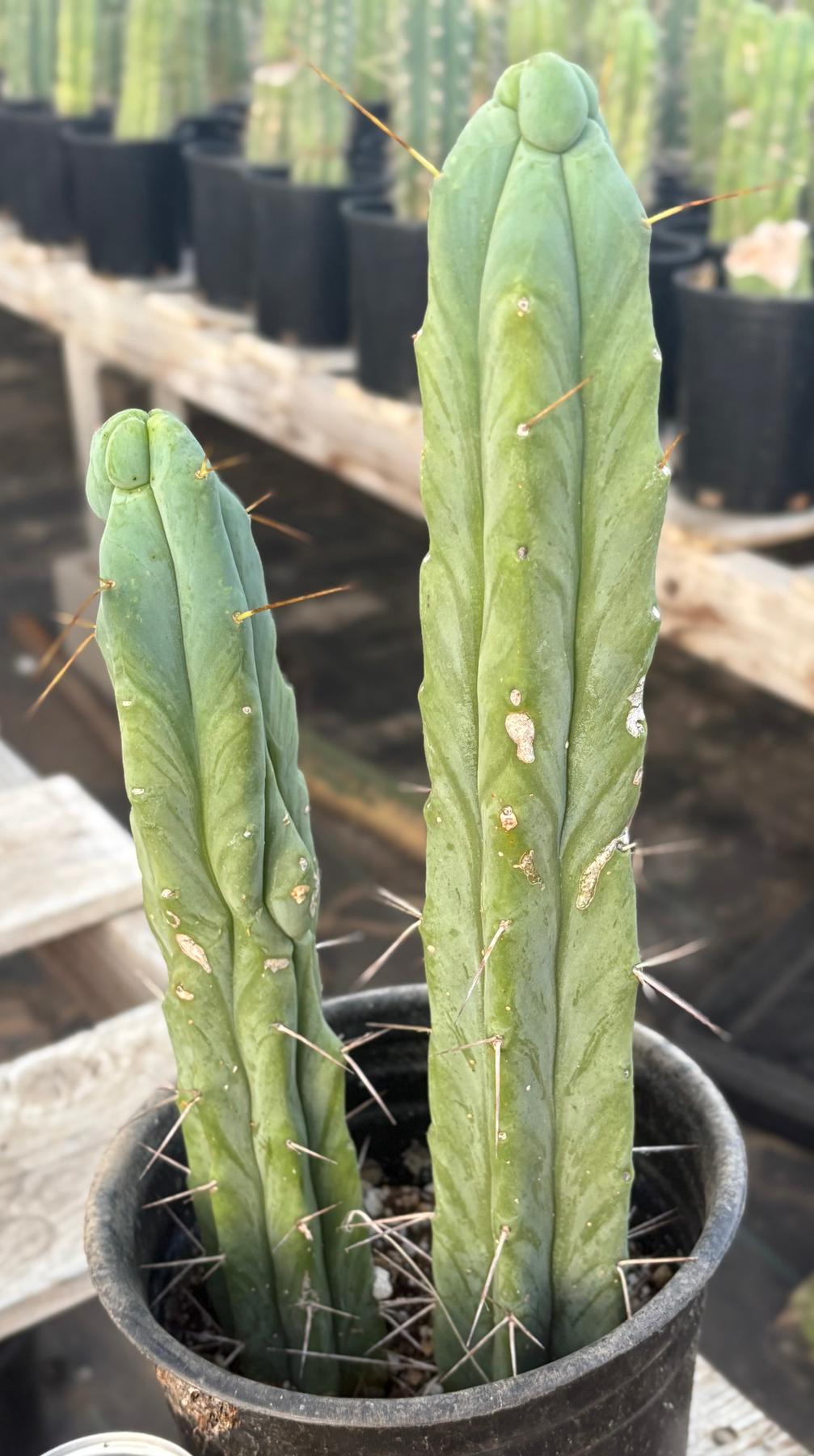 #EC186 EXACT Trichocereus Jiimz Bridgesii Cactus 13” & 11”-Cactus - Large - Exact-The Succulent Source