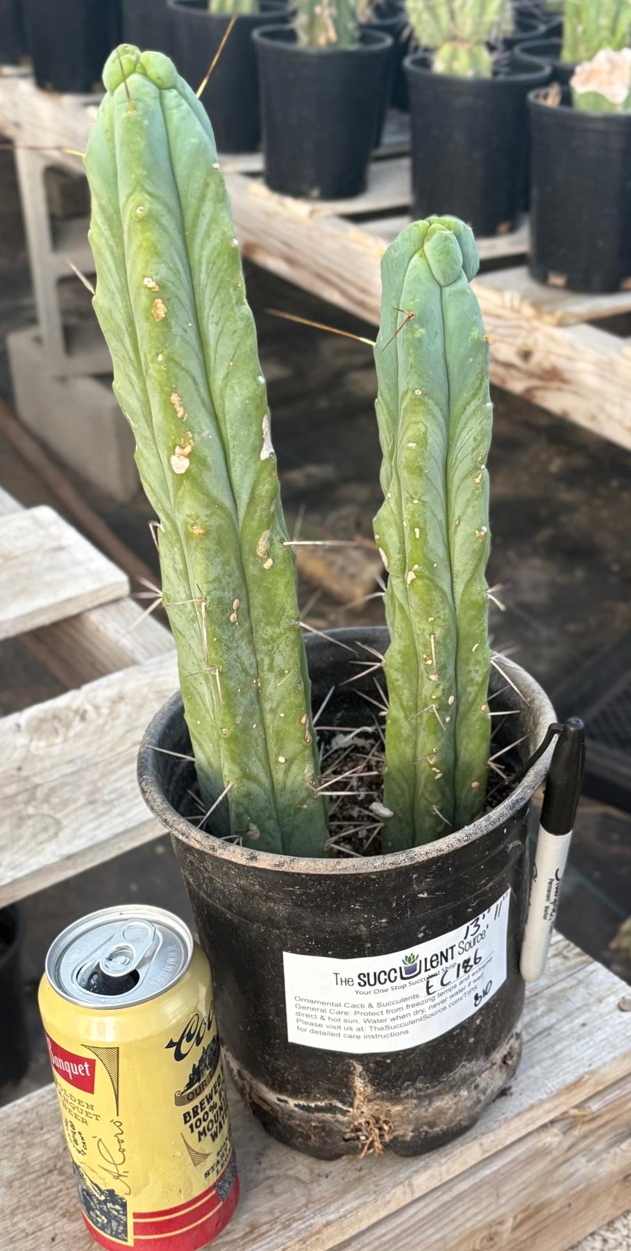 #EC186 EXACT Trichocereus Jiimz Bridgesii Cactus 13” & 11”-Cactus - Large - Exact-The Succulent Source