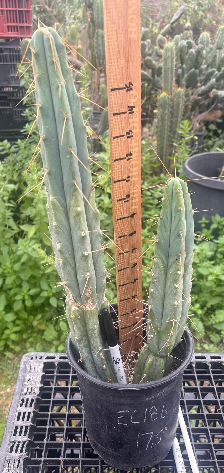#EC186 EXACT Trichocereus Jiimz Bridgesii Cactus 17.5”-Cactus - Large - Exact-The Succulent Source
