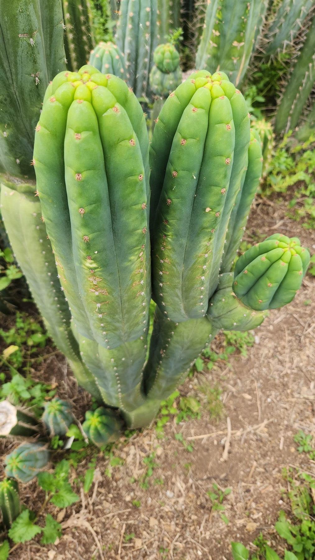 #EC187 EXACT Trichocereus Pachanoi Wainui NZ Cactus Cutting 6"-Cactus - Large - Exact-The Succulent Source