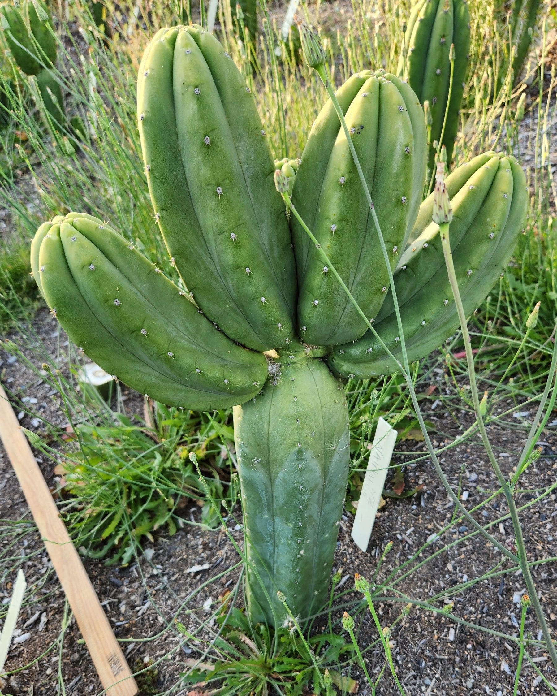 #EC187 EXACT Trichocereus Pachanoi Wainui NZ Cactus Cutting 6"-Cactus - Large - Exact-The Succulent Source