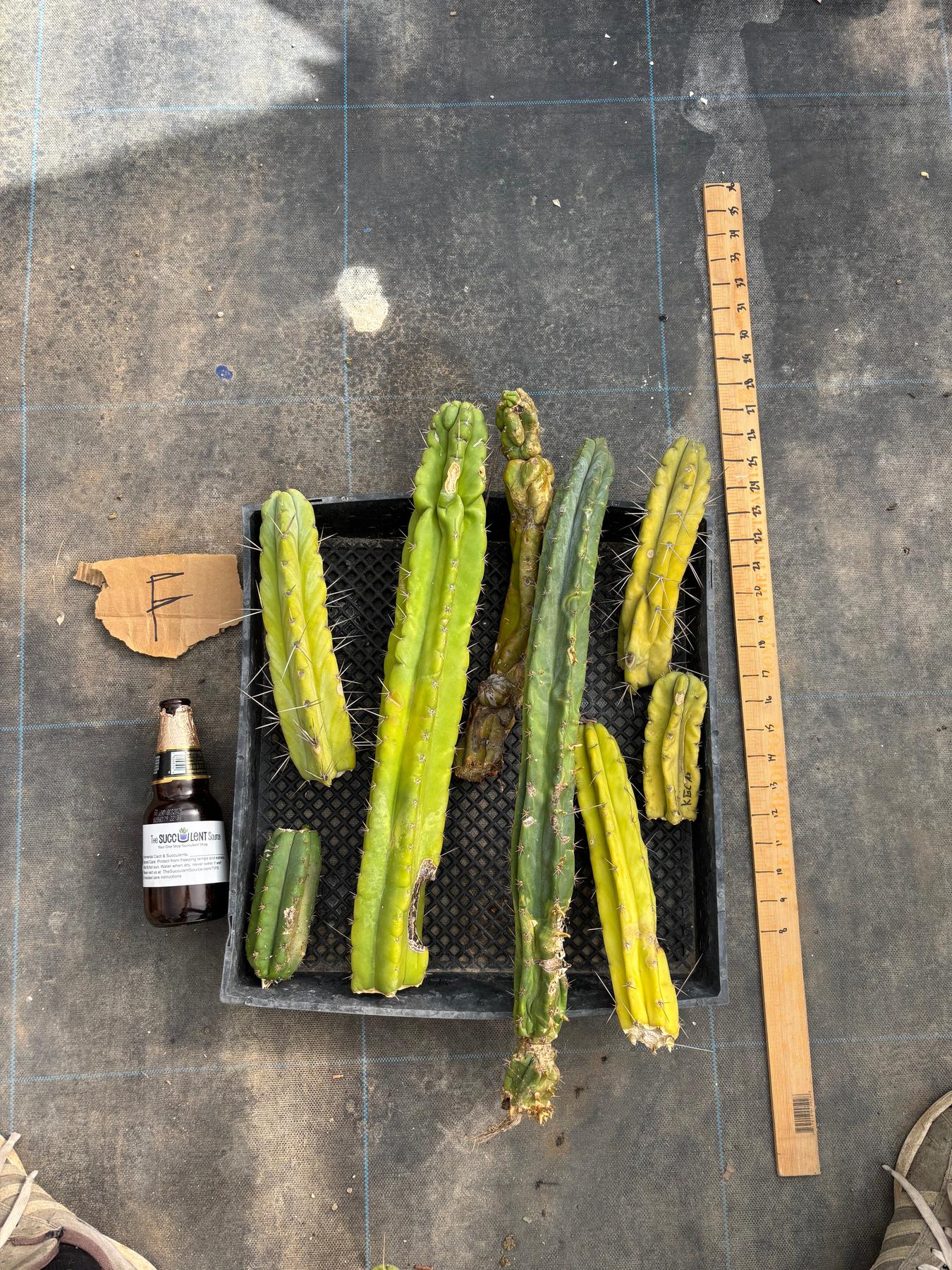 #EC188 EXACT Trichocereus TLC Bargain MIXED Cactus Cutting Lot-Cactus - Large - Exact-The Succulent Source