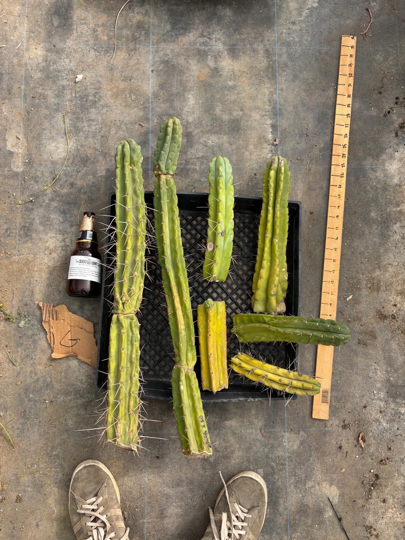 #EC188 EXACT Trichocereus TLC Bargain MIXED Cactus Cutting Lot-Cactus - Large - Exact-The Succulent Source