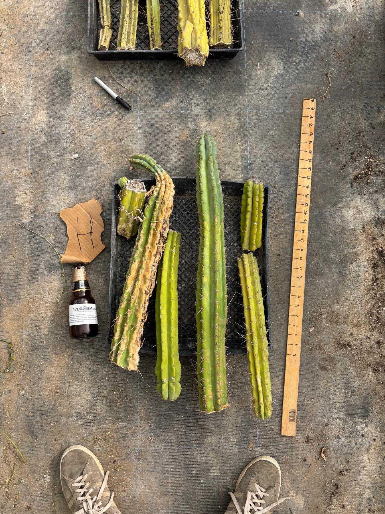 #EC188 EXACT Trichocereus TLC Bargain MIXED Cactus Cutting Lot-Cactus - Large - Exact-The Succulent Source