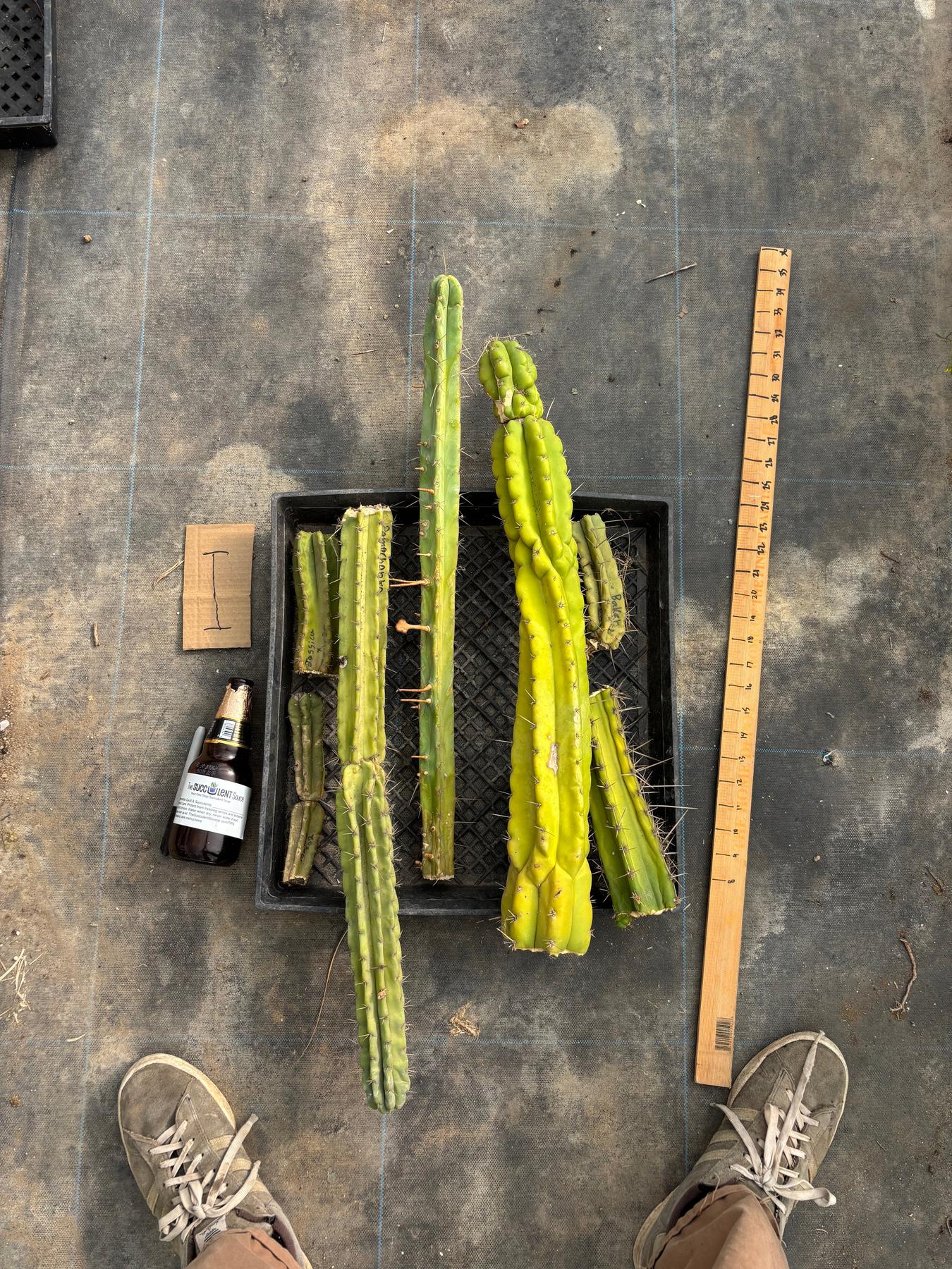 #EC188 EXACT Trichocereus TLC Bargain MIXED Cactus Cutting Lot-Cactus - Large - Exact-The Succulent Source