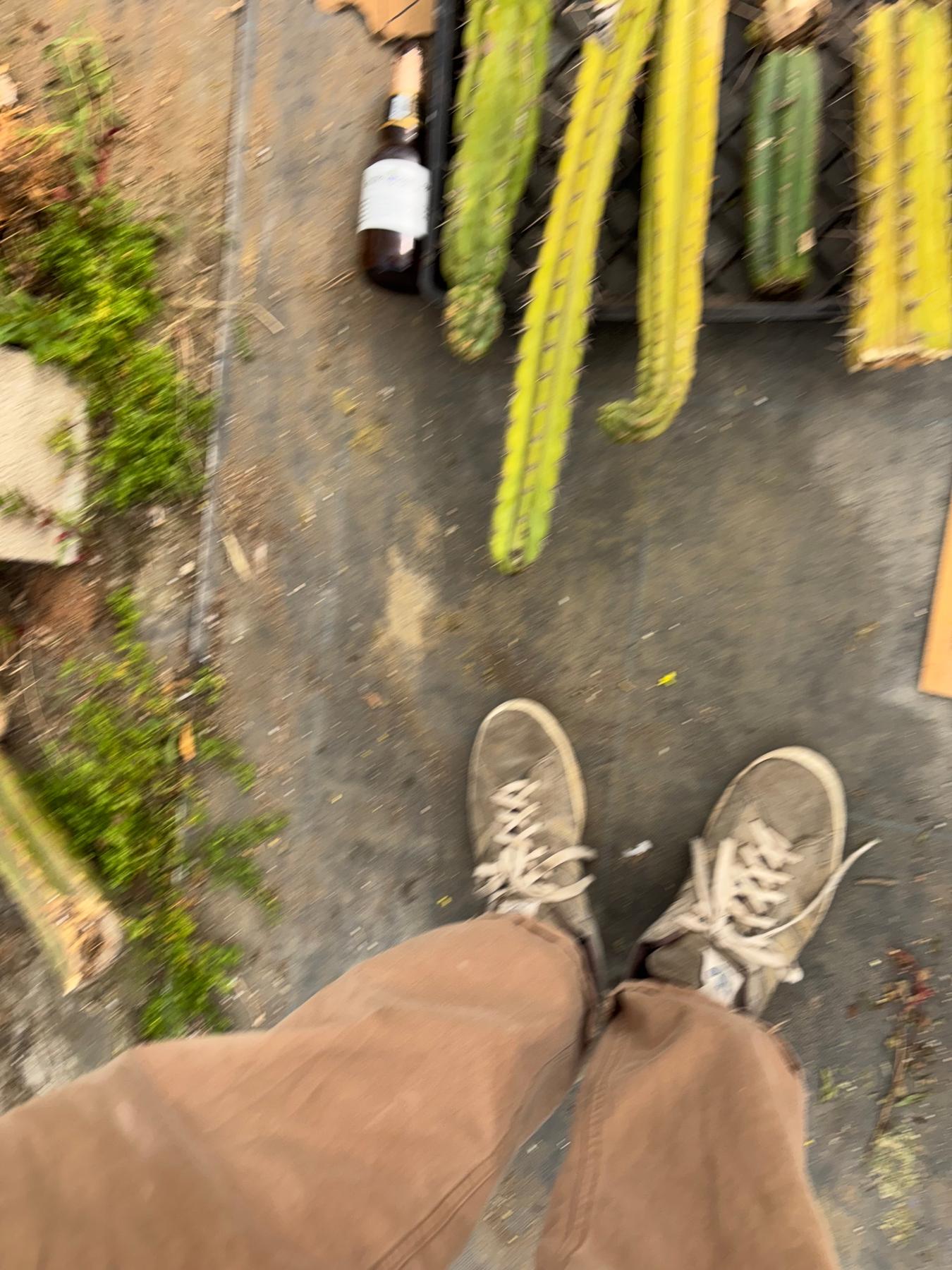 #EC188 EXACT Trichocereus TLC Bargain MIXED Cactus Cutting Lot-Cactus - Large - Exact-The Succulent Source