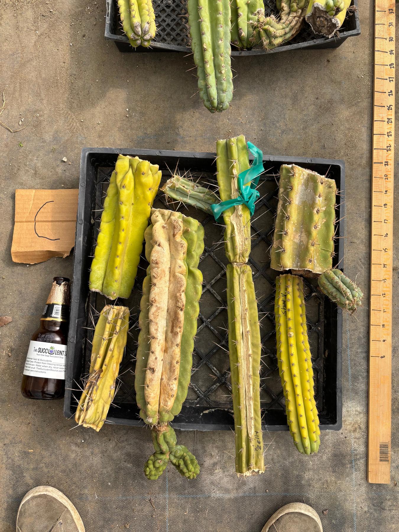 #EC188 EXACT Trichocereus TLC Bargain MIXED Cactus Cutting Lot-Cactus - Large - Exact-The Succulent Source