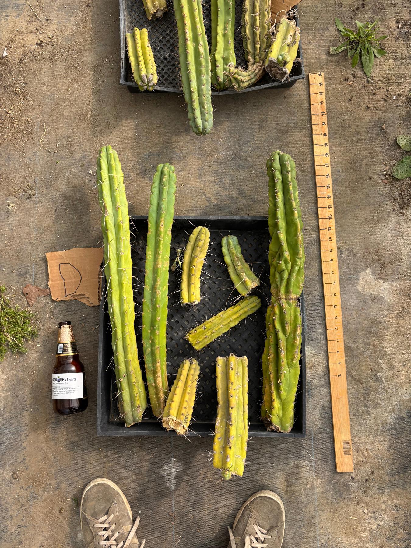 #EC188 EXACT Trichocereus TLC Bargain MIXED Cactus Cutting Lot-Cactus - Large - Exact-The Succulent Source