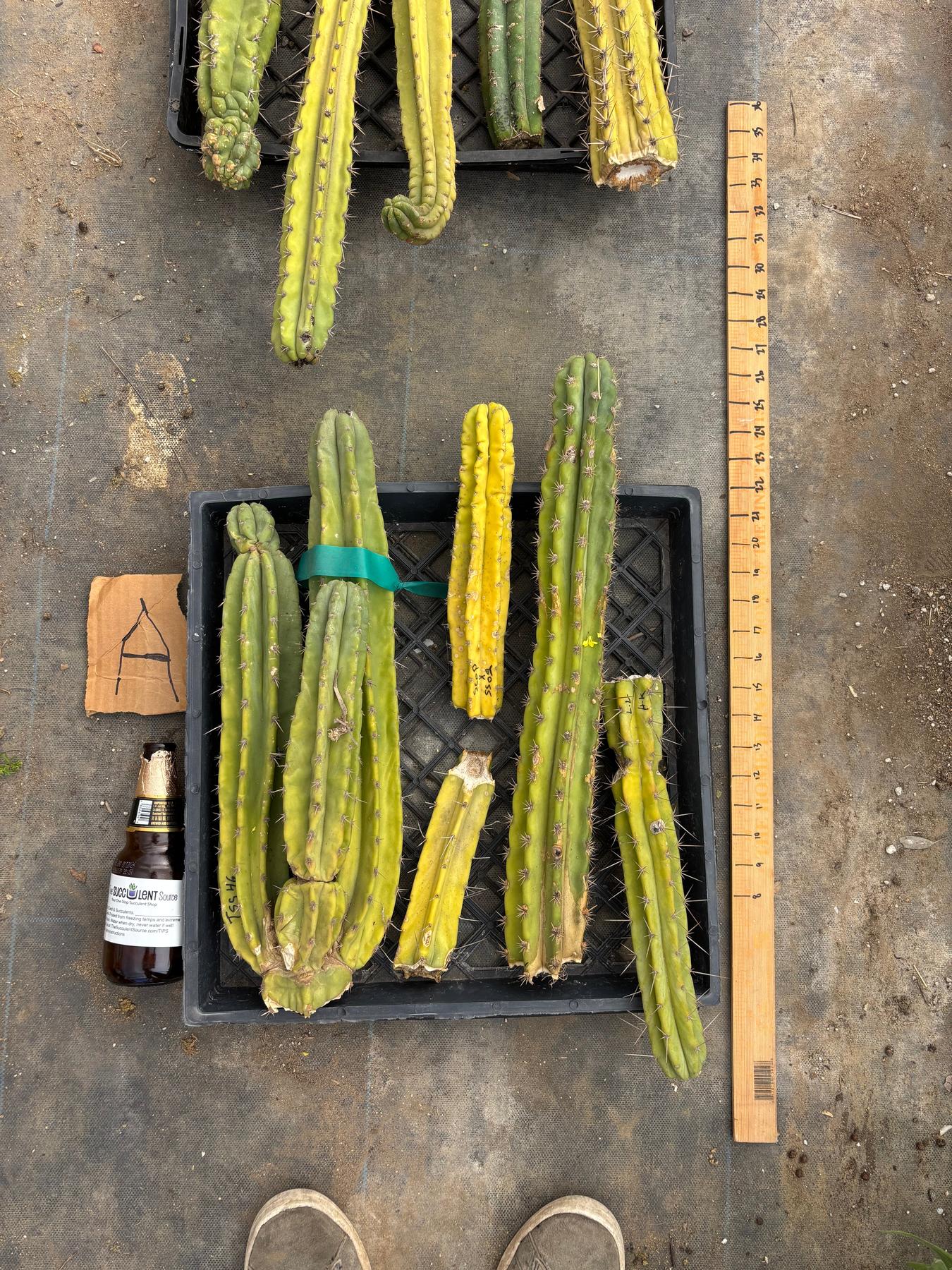 #EC188 EXACT Trichocereus TLC Bargain MIXED Cactus Cutting Lot-Cactus - Large - Exact-The Succulent Source