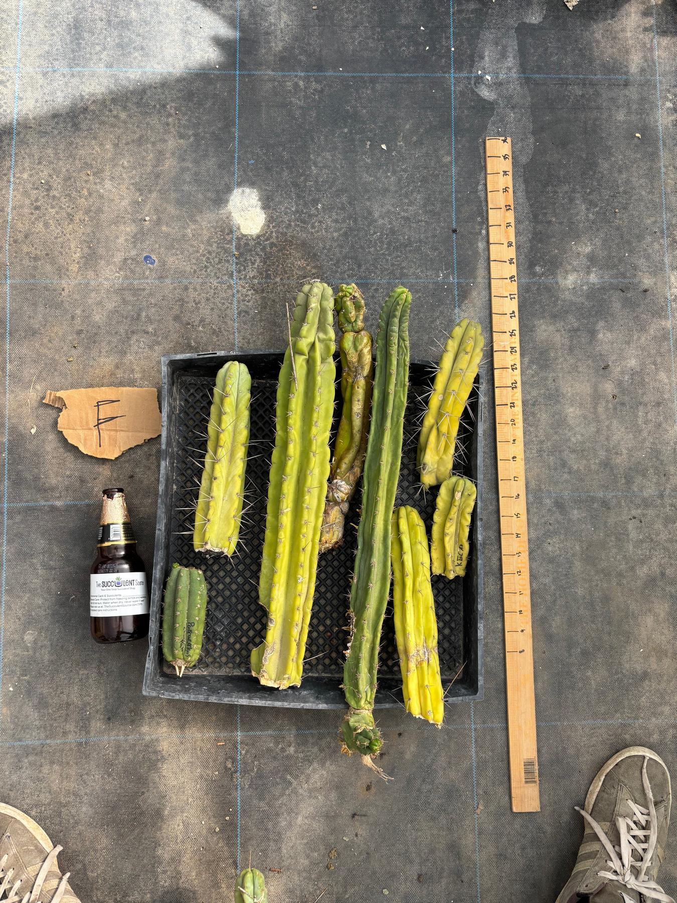 #EC188 EXACT Trichocereus TLC Bargain MIXED Cactus Cutting Lot-Cactus - Large - Exact-The Succulent Source