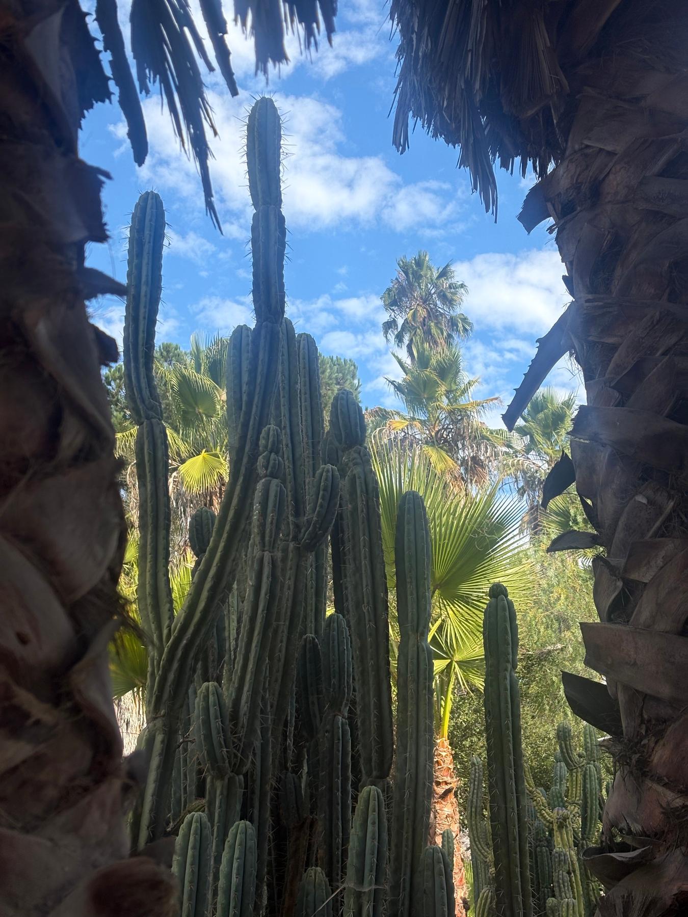 #EC189 EXACT Trichocereus "Mutt" Cactus Cuttings 36”+-Cactus - Large - Exact-The Succulent Source