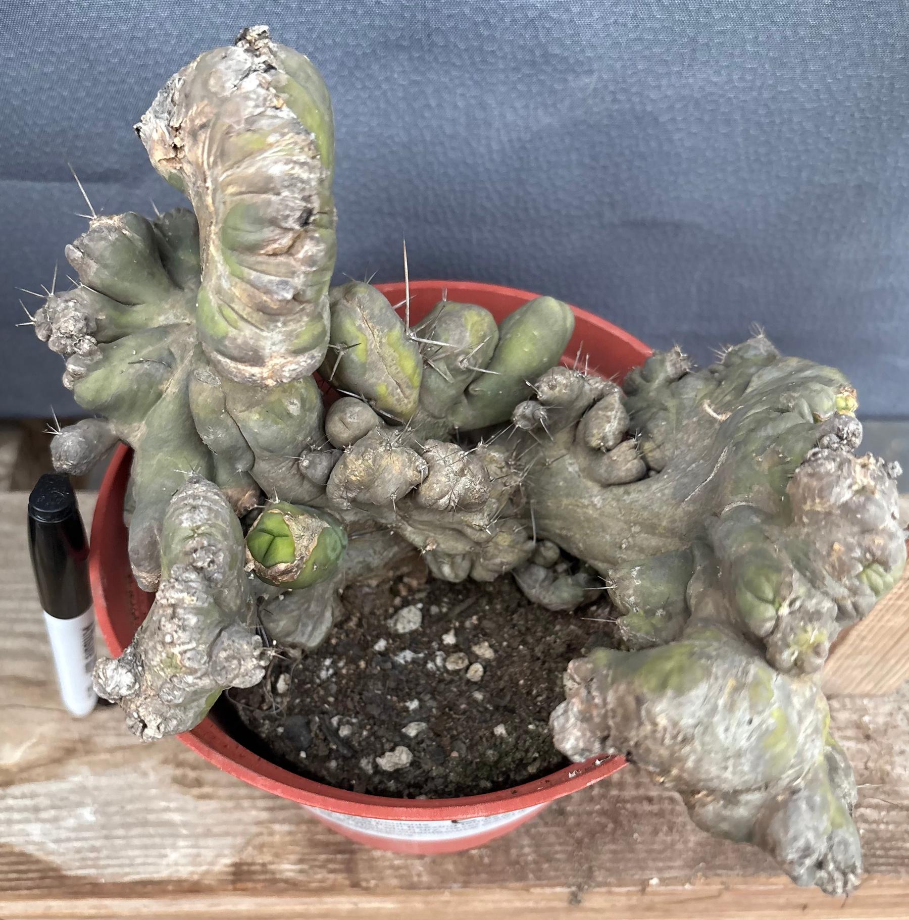 #EC190 EXACT Trichocereus Bridgesii Monstrose Crest TBMC Ornamental Cactus-Cactus - Large - Exact-The Succulent Source