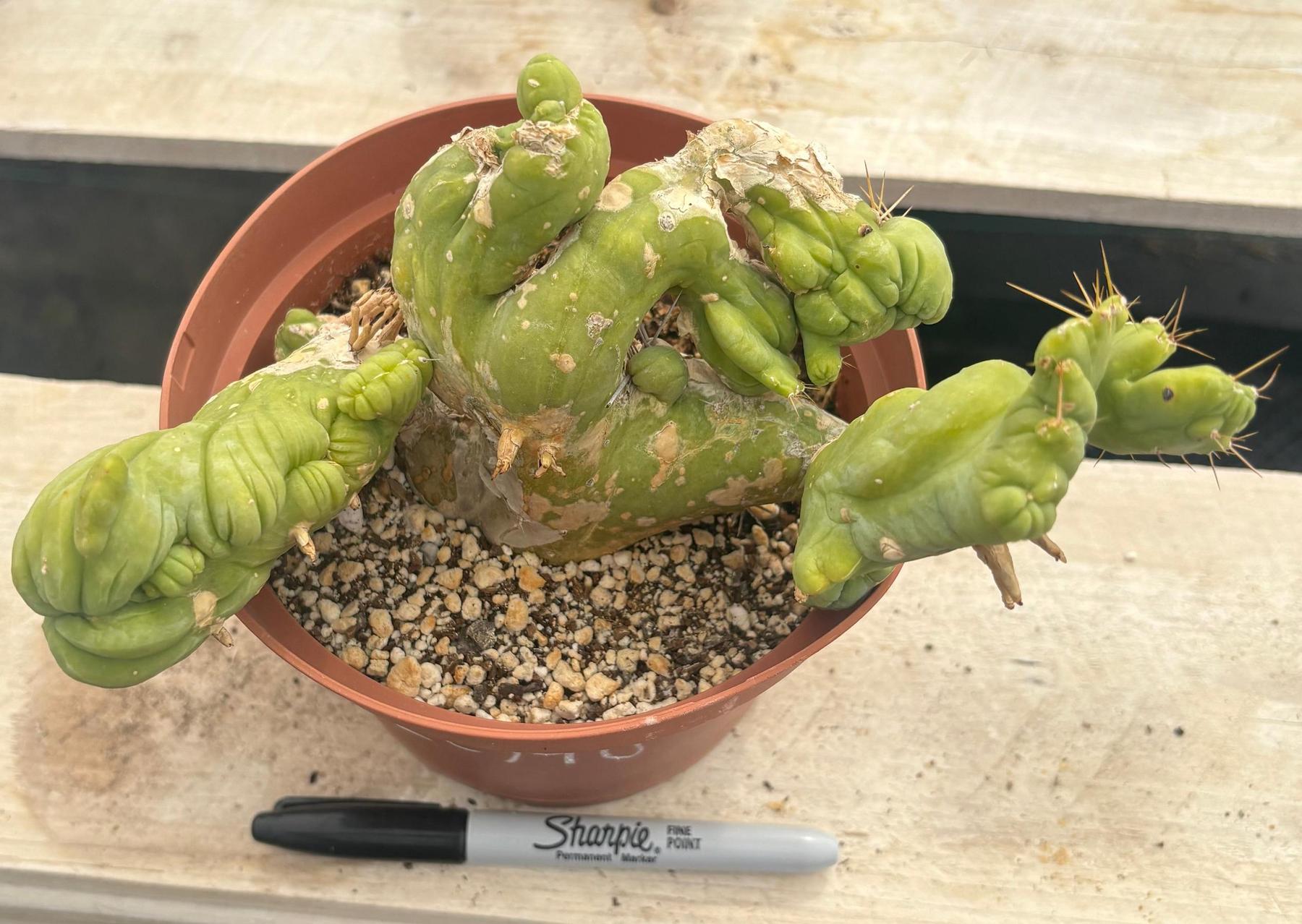 #EC190 EXACT Trichocereus Bridgesii Monstrose Crest TBMC Ornamental Cactus-Cactus - Large - Exact-The Succulent Source