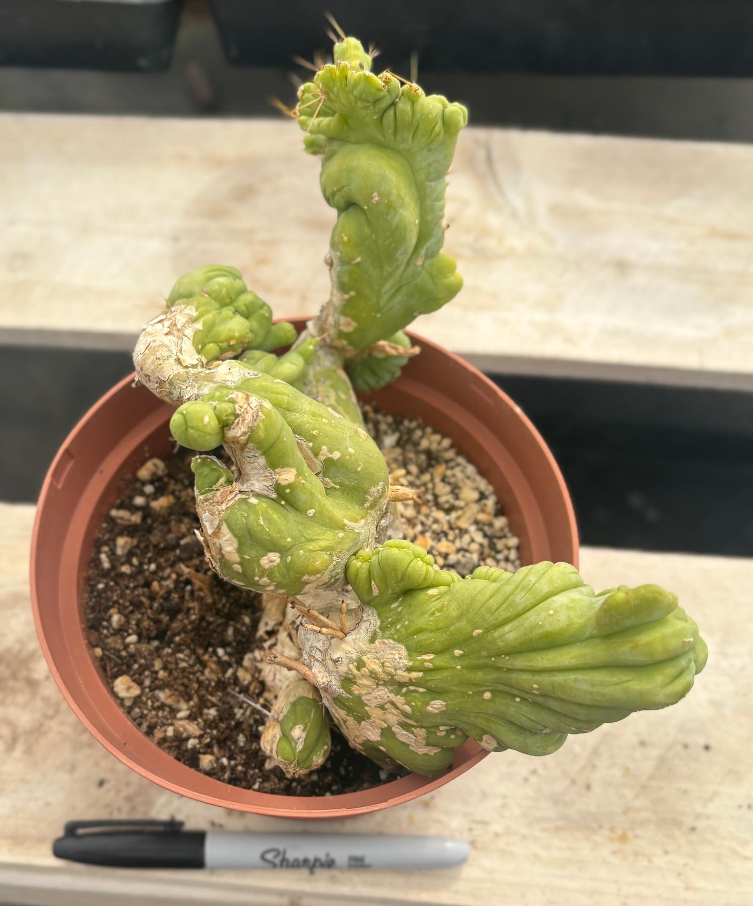 #EC190 EXACT Trichocereus Bridgesii Monstrose Crest TBMC Ornamental Cactus-Cactus - Large - Exact-The Succulent Source