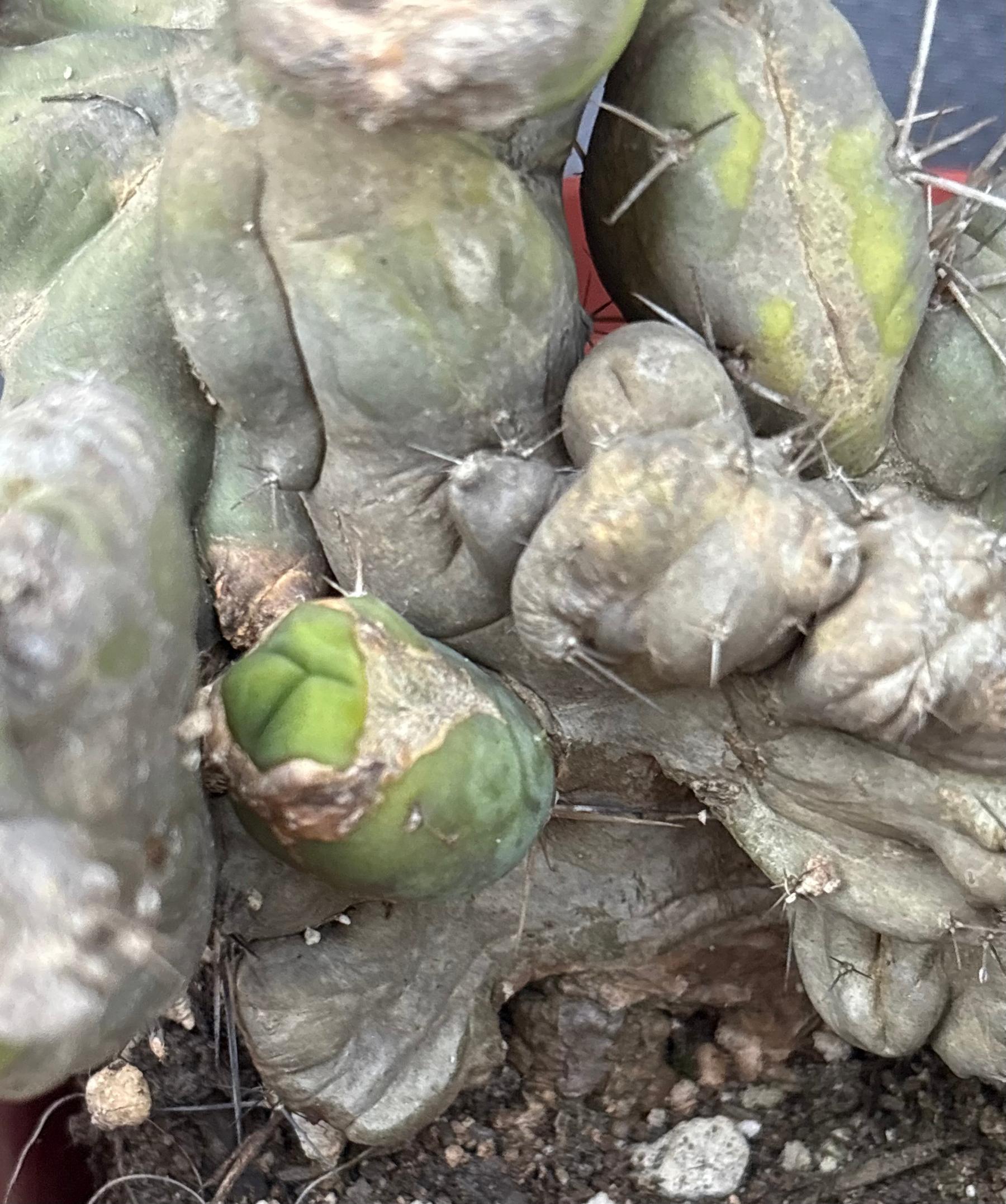 #EC190 EXACT Trichocereus Bridgesii Monstrose Crest TBMC Ornamental Cactus-Cactus - Large - Exact-The Succulent Source