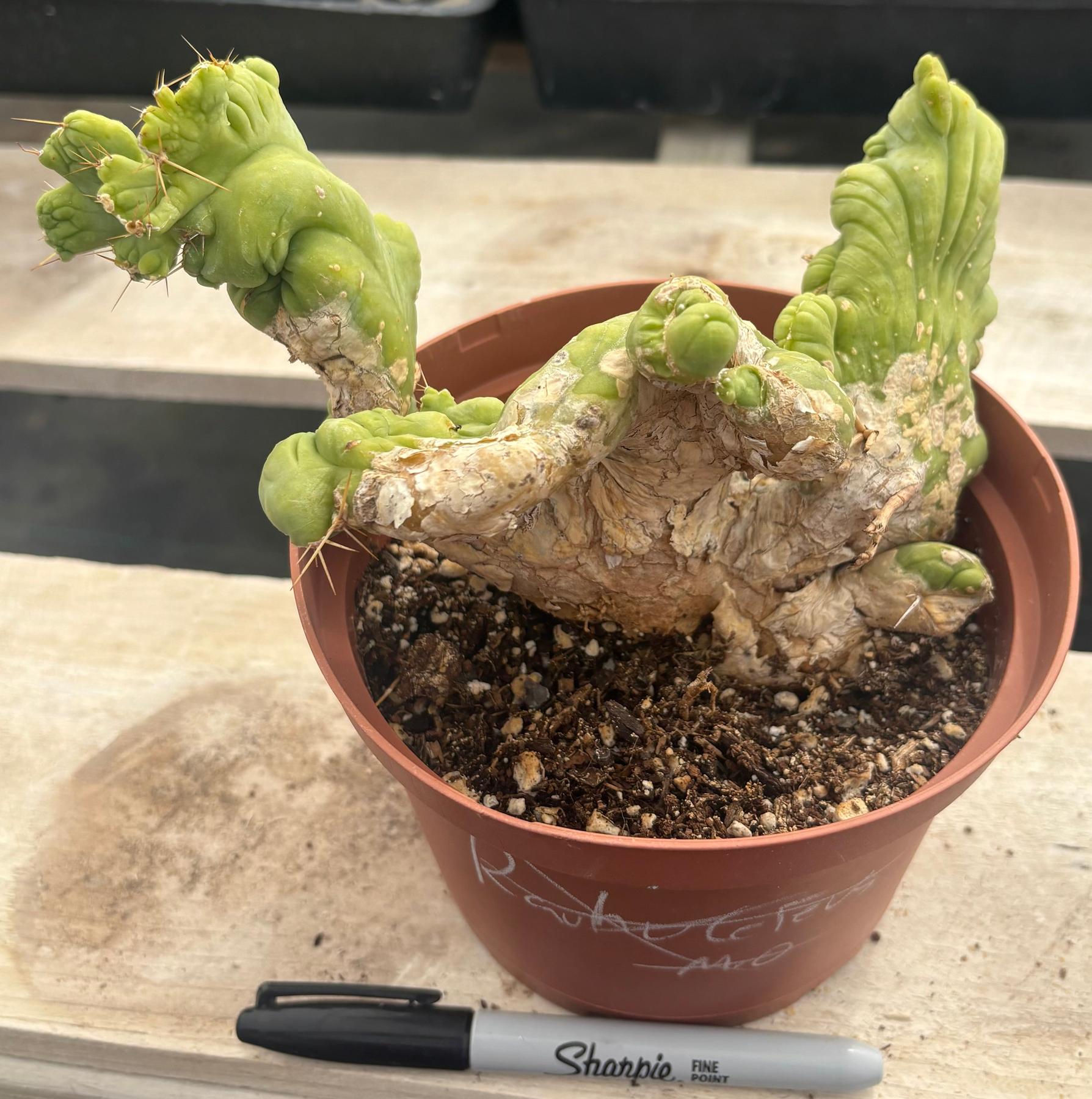 #EC190 EXACT Trichocereus Bridgesii Monstrose Crest TBMC Ornamental Cactus-Cactus - Large - Exact-The Succulent Source