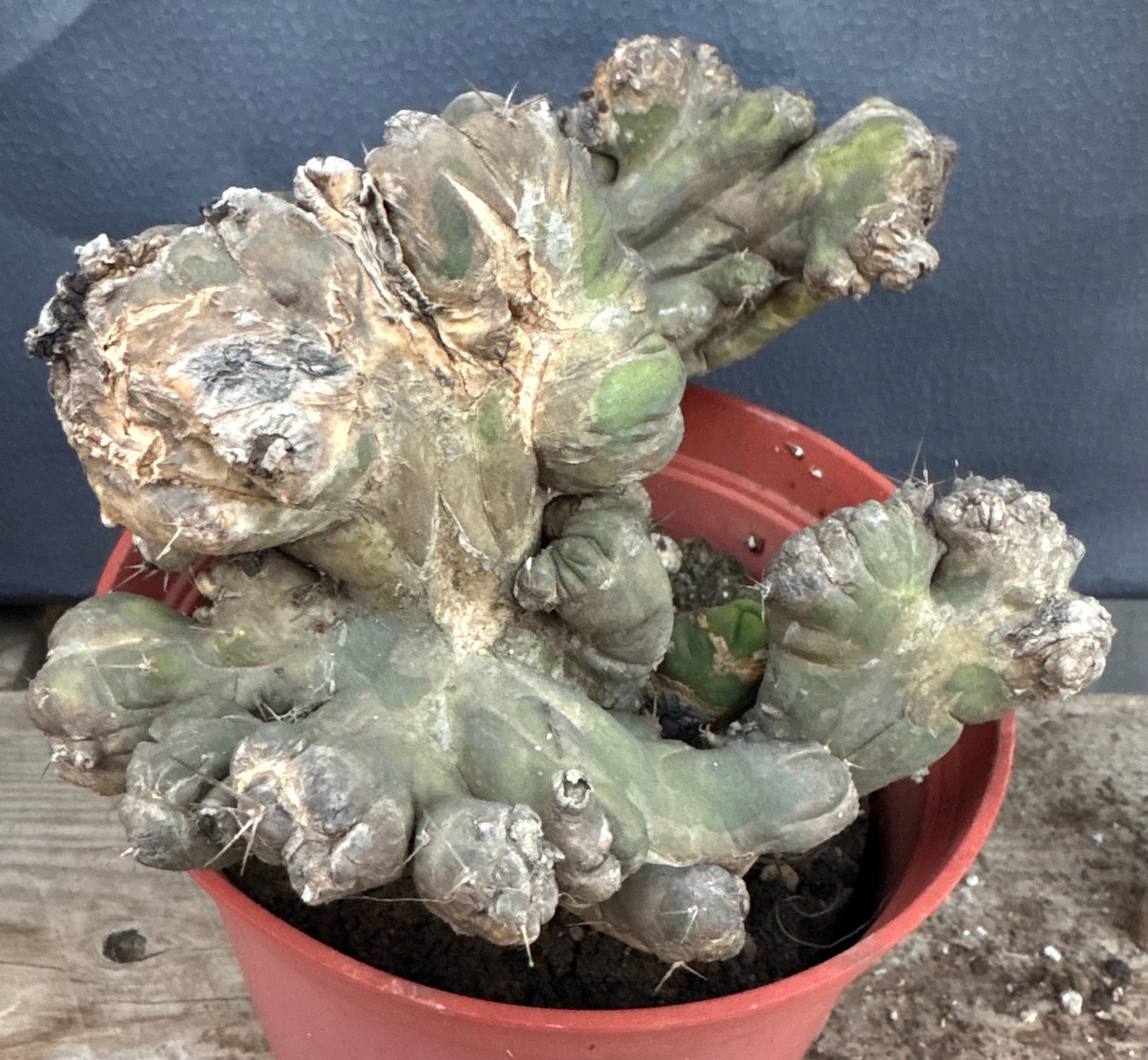 #EC190 EXACT Trichocereus Bridgesii Monstrose Crest TBMC Ornamental Cactus-Cactus - Large - Exact-The Succulent Source