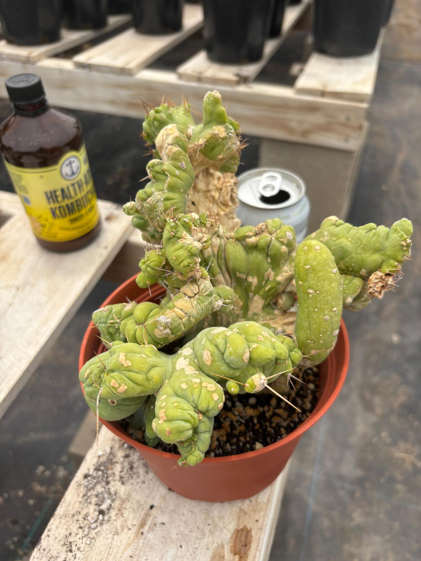 #EC190 EXACT Trichocereus Bridgesii Monstrose Crest TBMC Ornamental Cactus-Cactus - Large - Exact-The Succulent Source
