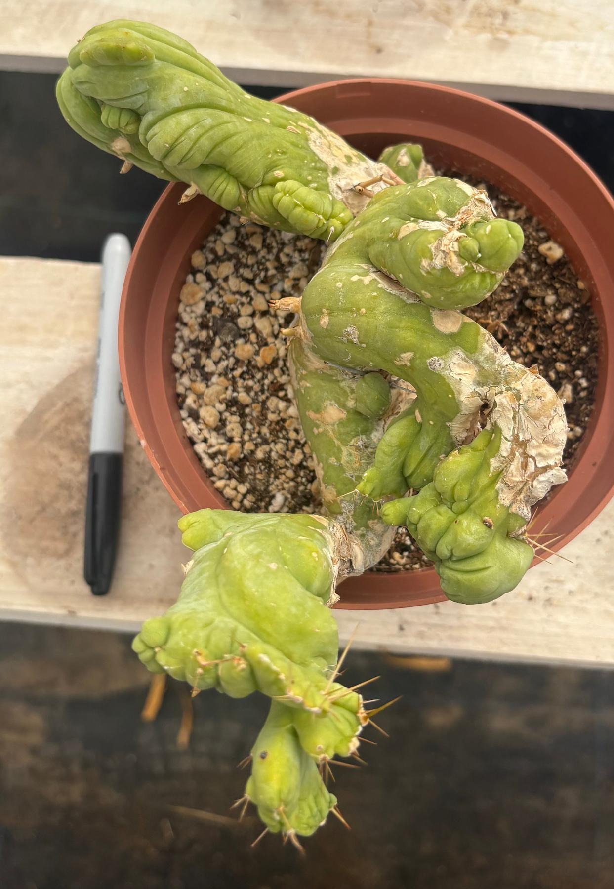 #EC190 EXACT Trichocereus Bridgesii Monstrose Crest TBMC Ornamental Cactus-Cactus - Large - Exact-The Succulent Source